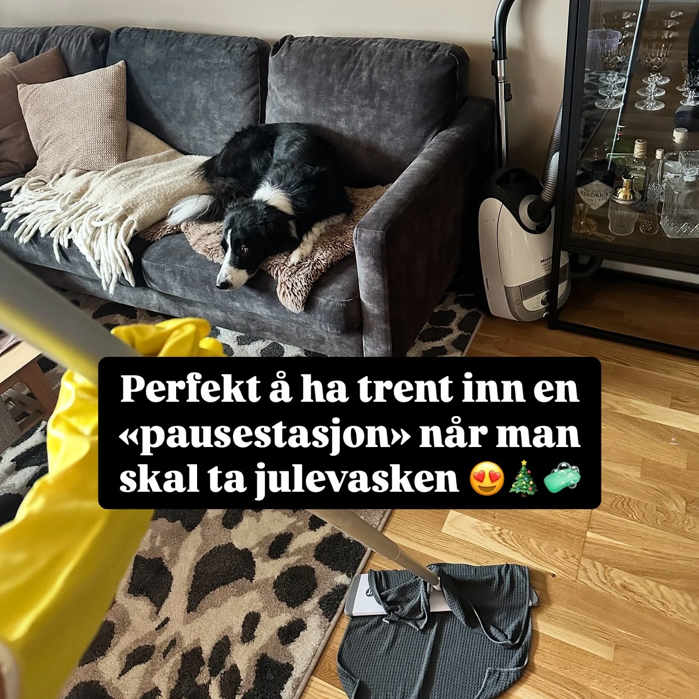 🧹 Mange hunder har en tendens til &aring; v&aelig;re litt &laquo;i veien&raquo; n&aring;r man skal gj&oslash;re husarbeid 🙄 En del kan ogs&aring; slite med at den jakter p&aring; moppen, er redd for st&oslash;vsugeren eller rett og slett g&aring;r 