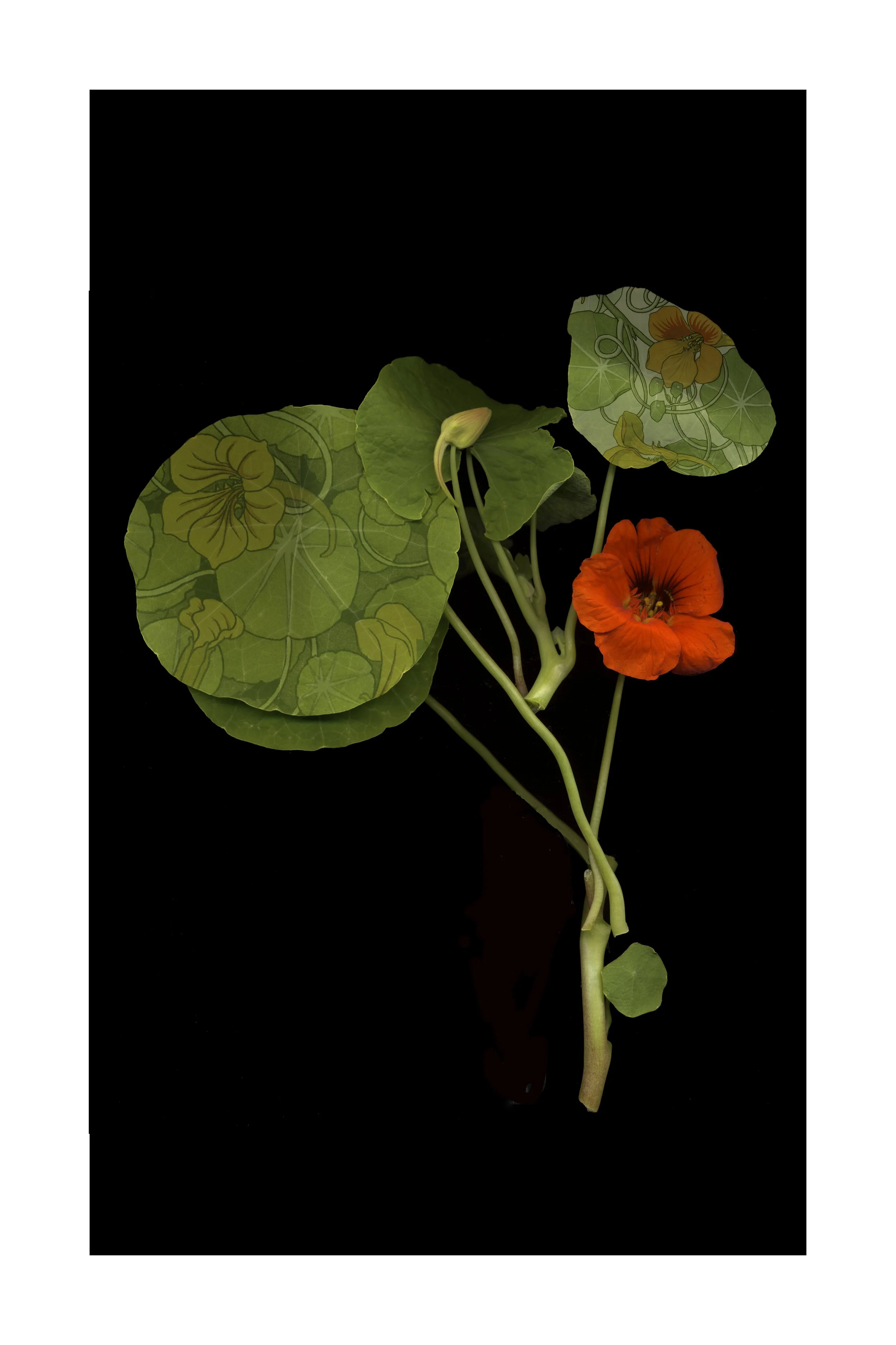 Nasturtium Pattern