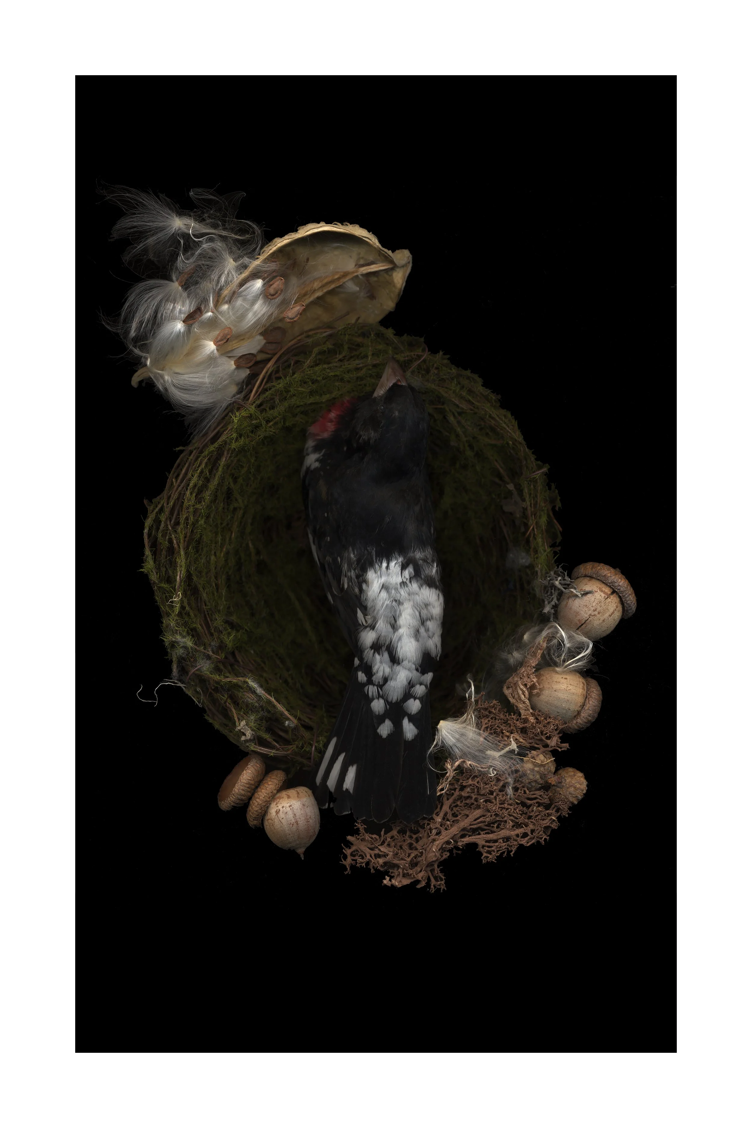 Rose-breasted Grosbeak