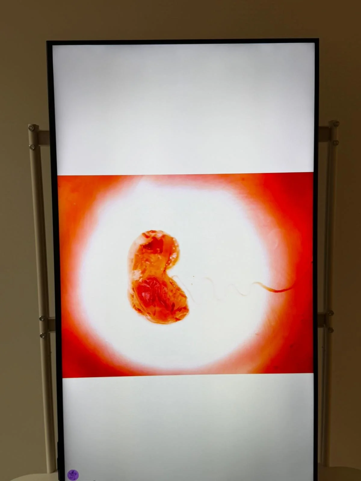 WhatsApp Image 2026-02-16 at 1.05.52 PM (8).jpeg