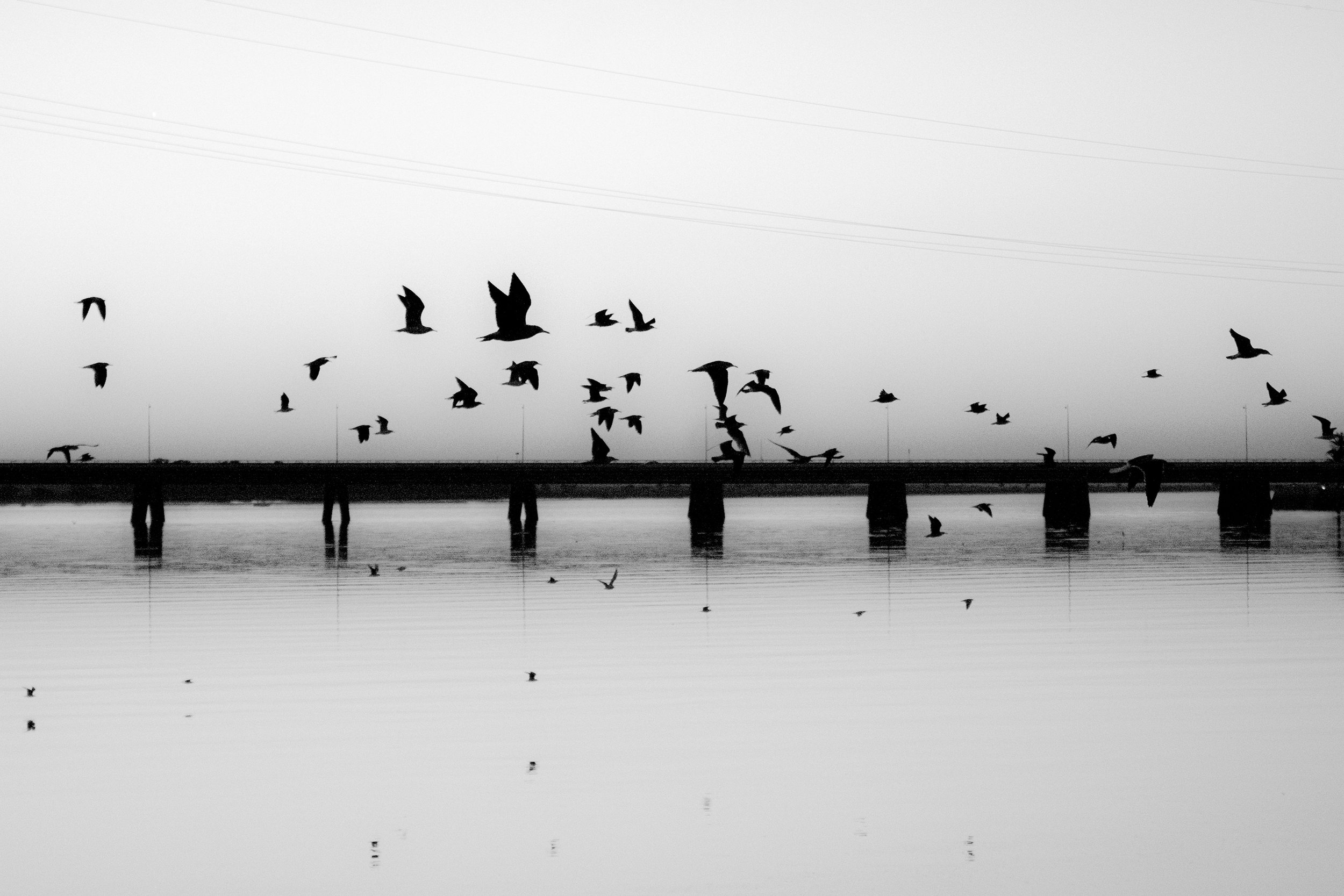Sandra Casado_Flight.jpg
