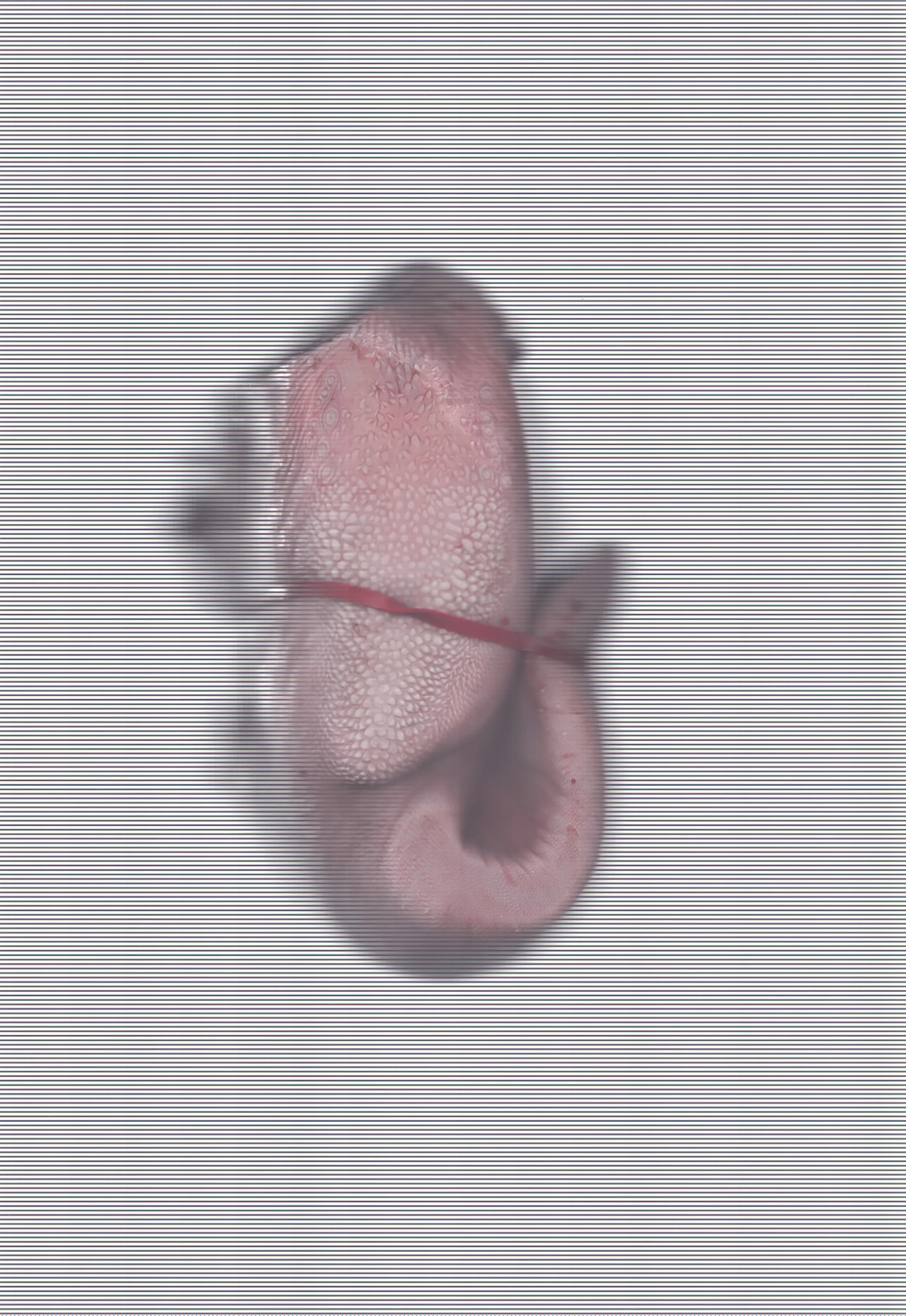 My tongue is tied\30x20 cm\mixed \ 2025