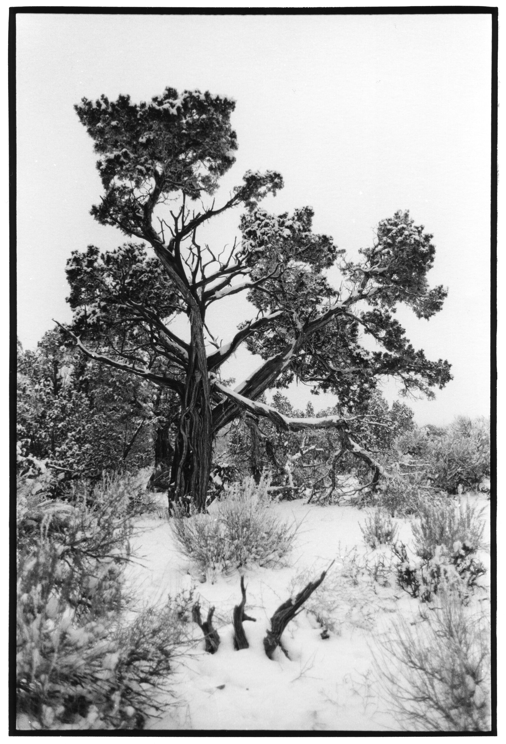 Pinion Pine In Winter