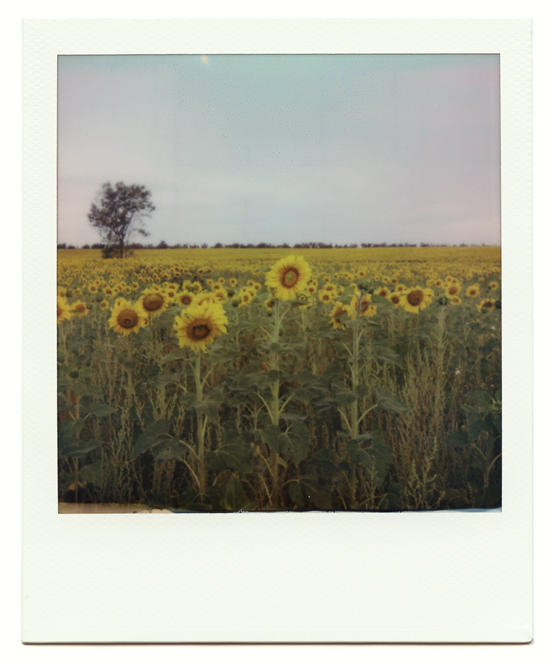 Sunflower Fields, South Dakota #2
