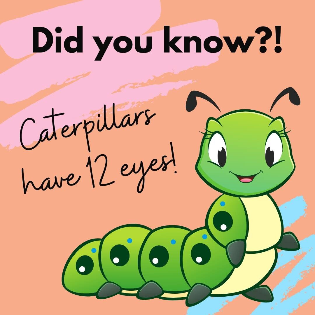 Did you know....Caterpillars have 12 eyes?! 🐛

Share our #FridayFunFact with your kiddo and comment their response below! 🤩

#funfactsforkids #didyouknow #caterpillarfact #cptfamily #speechtherapy #occupationaltherapy #physicaltherapy #CarnahanPedi