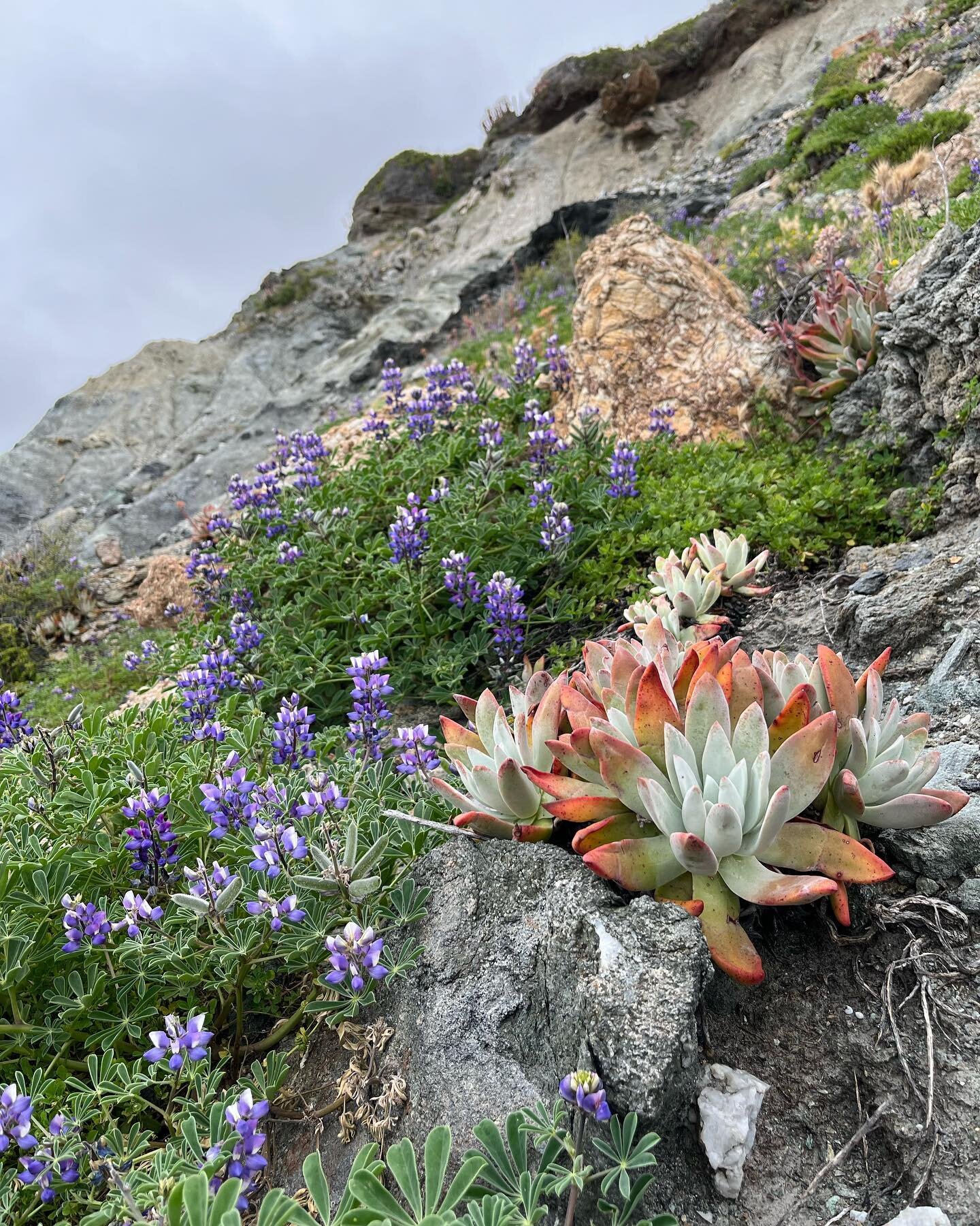 A trip to Pimu aka Santa Catalina Island replete with visits with some VIPs (Very Important PLANTS) from the Maritime Sage Scrub and coastal sage scrub plant communities, as well as many endemic plants found only on Catalina. I also got to spend time