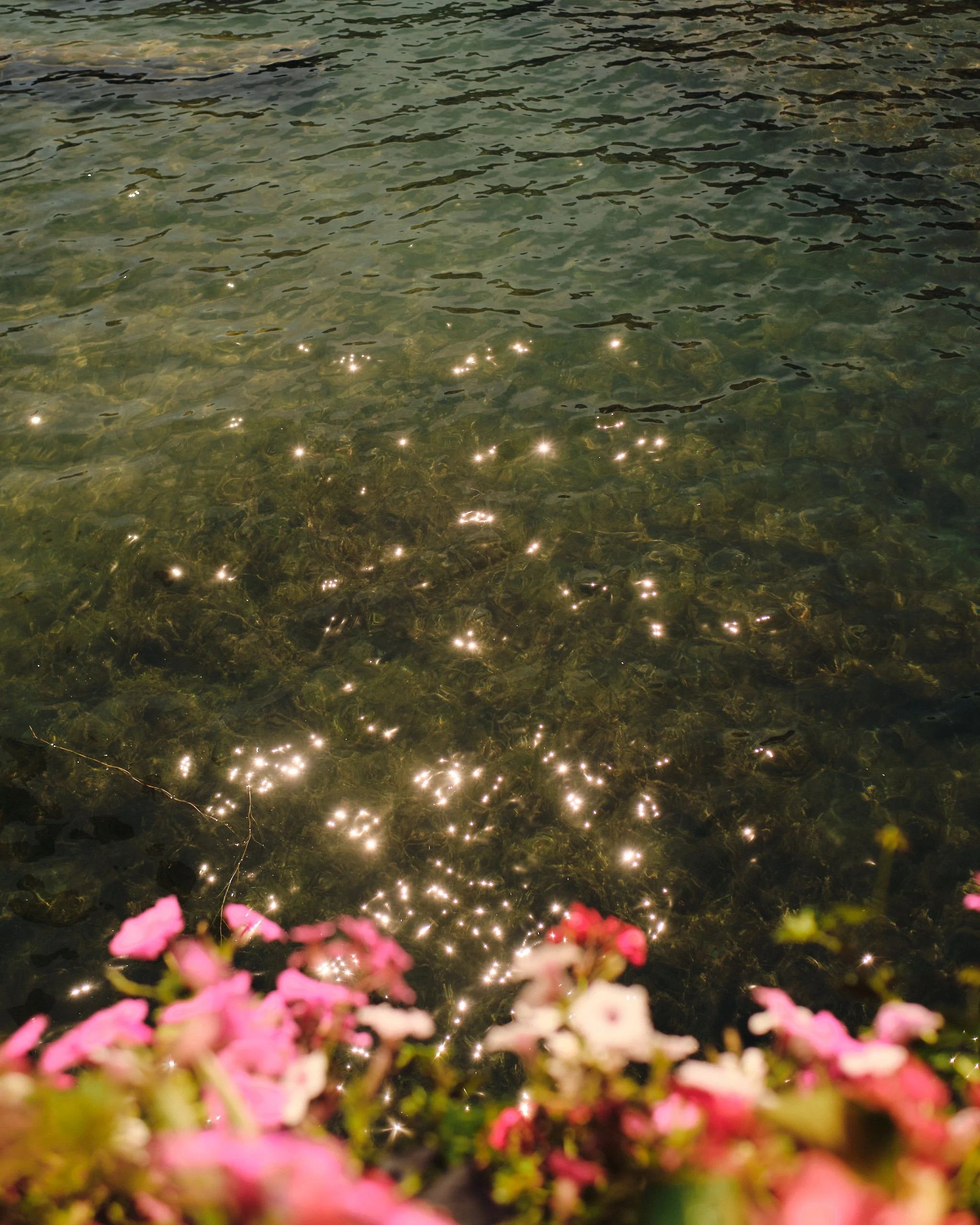 Pink and white flowers in the foreground, with a clear greenish body of water and sunlight reflections in the background.
