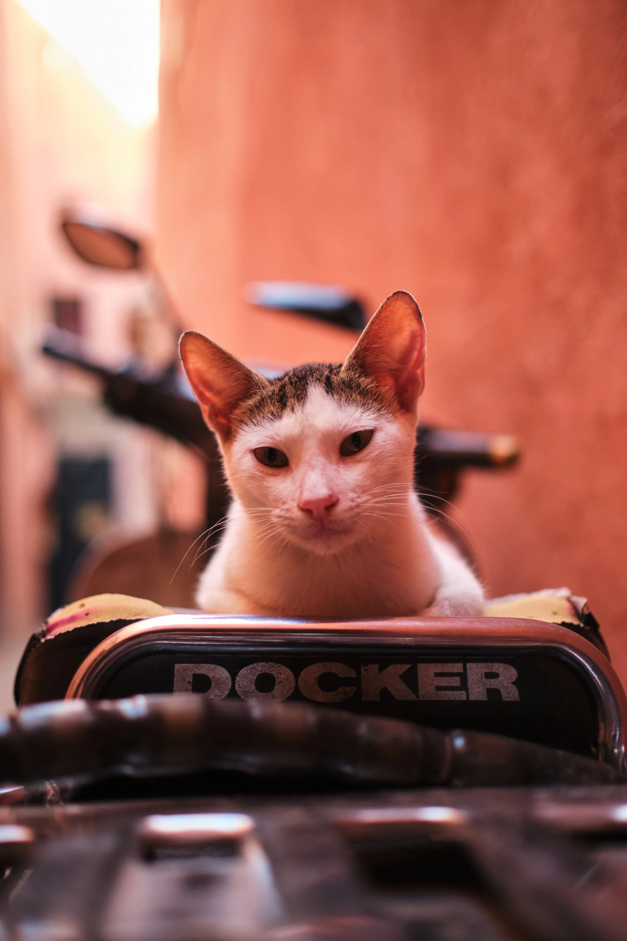 Close-up of a white and tabby cat lying on an object labeled "POCKER" in a room with warm lighting and a blurred background.