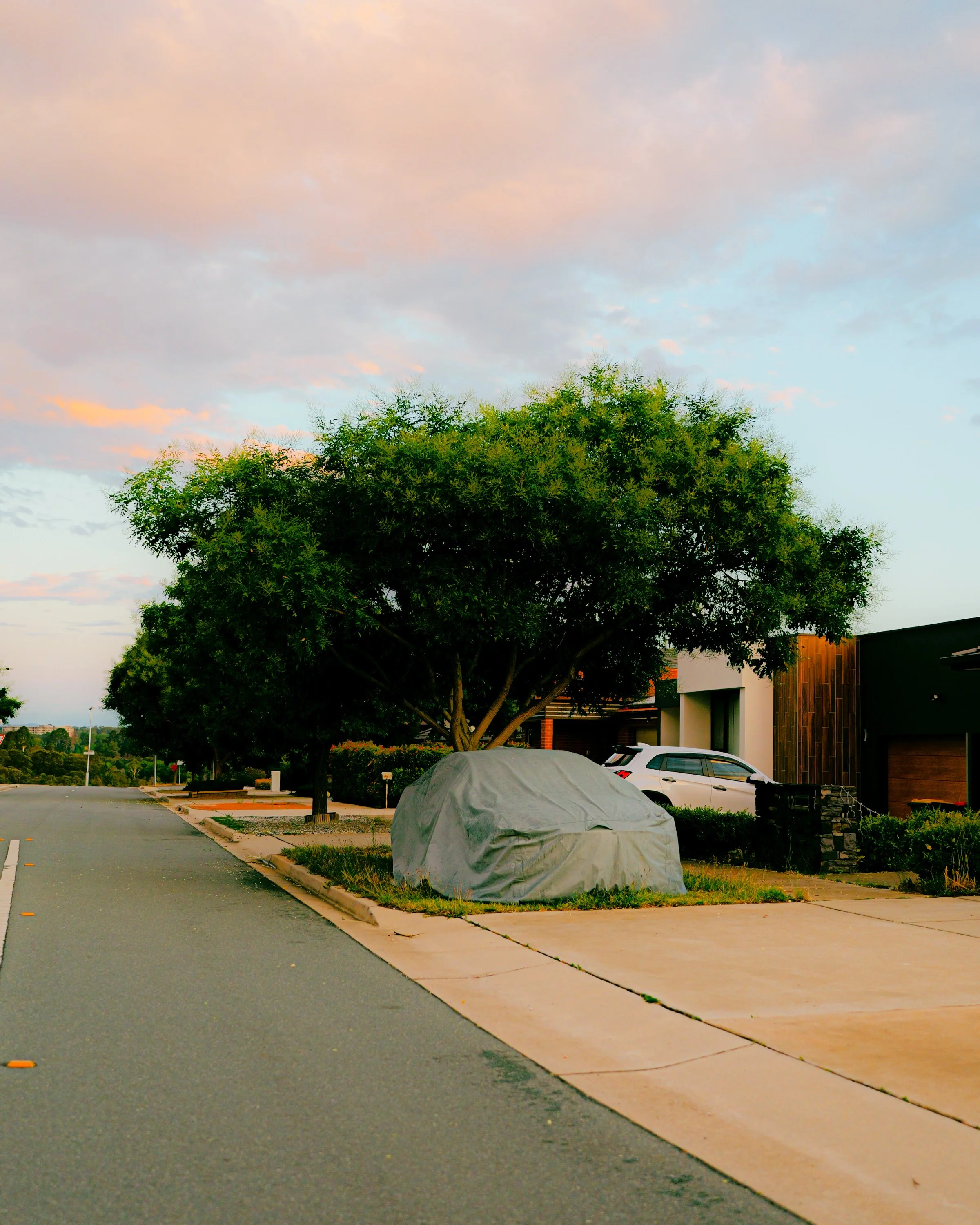 A suburban street with parked cars and a large green tree, dusk sky with pink and blue clouds, curb, sidewalk, a covered object, and modern buildings.