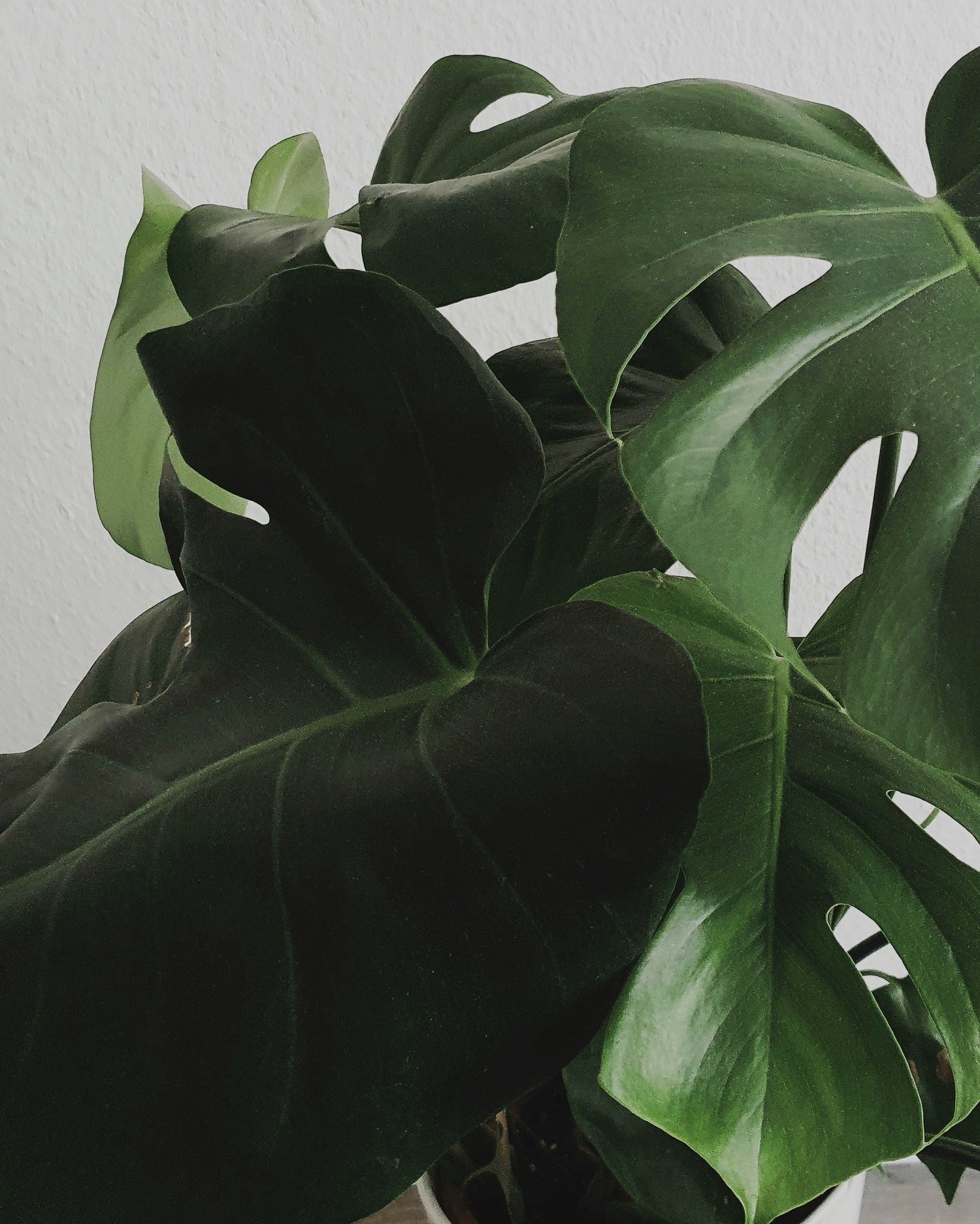 radhika-roy-DsSCVmMkT2w-unsplash.jpg