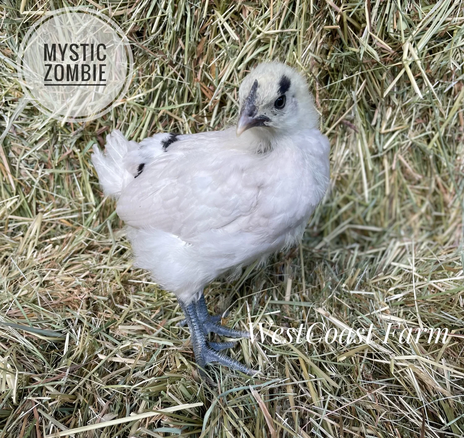 IMG_1726.jpeg?format=1500w