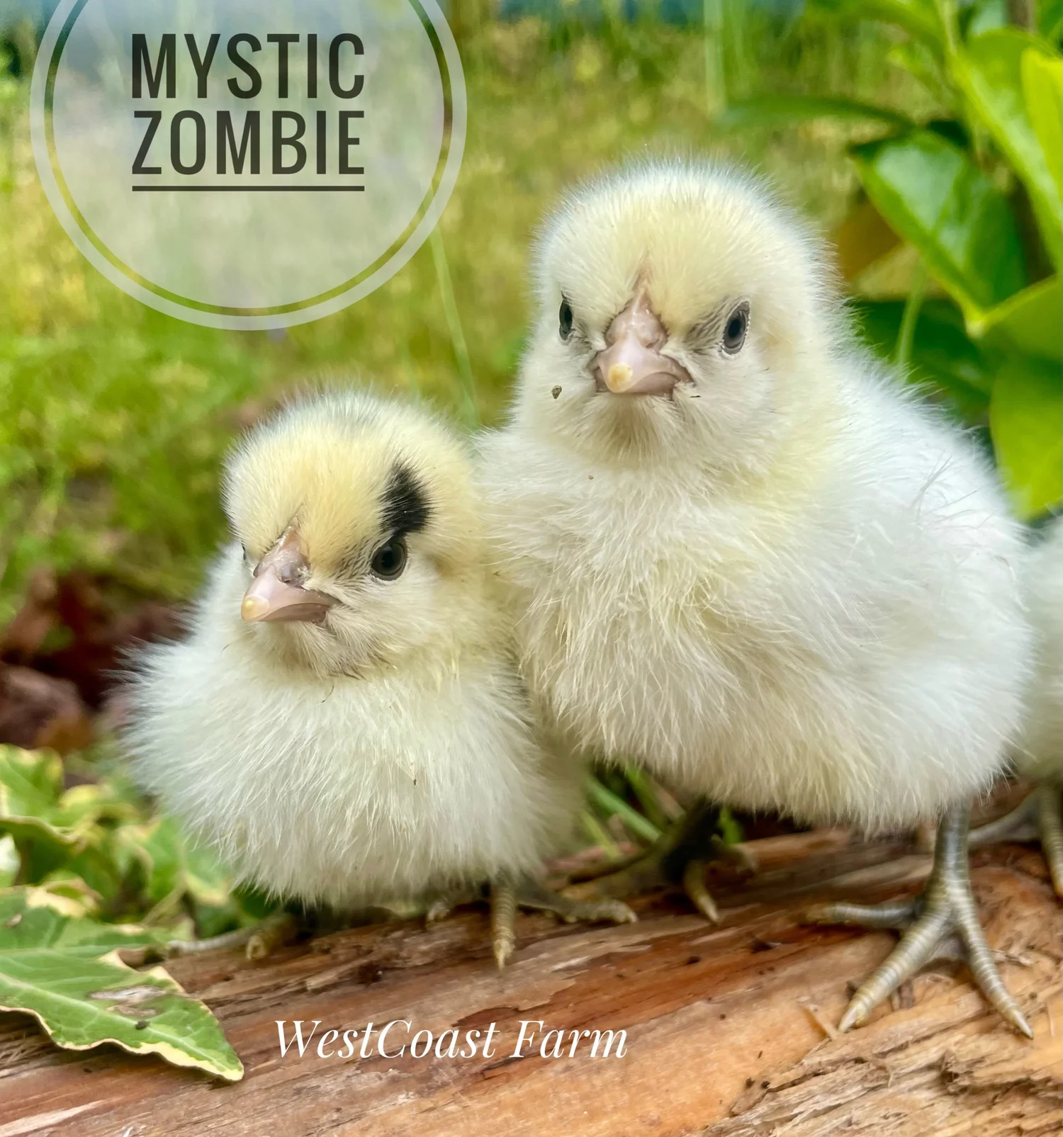 TMGE✴︎CHICKEN ZOMBIES TMGE✴︎CHICKEN ZOMBIES Chicken Zombies - Wikipedia