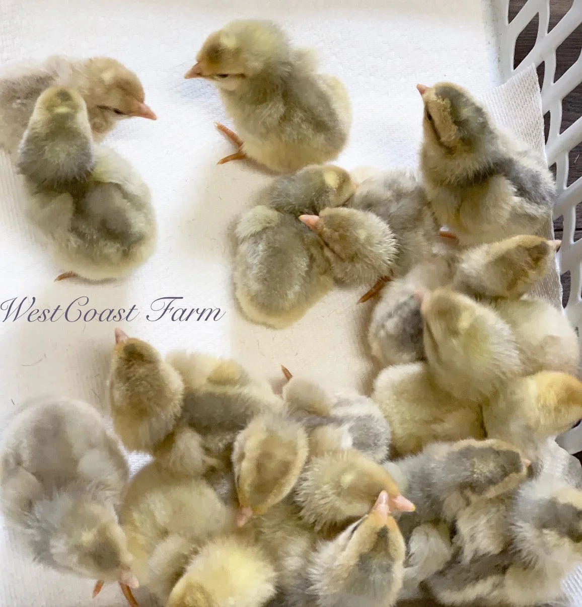 Opal Legbar Male Chick