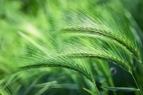 2026 Cycle A - 4th Sunday in Ordinary Time