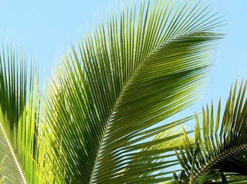 2026 Cycle A - Palm Sunday of the Lord’s Passion