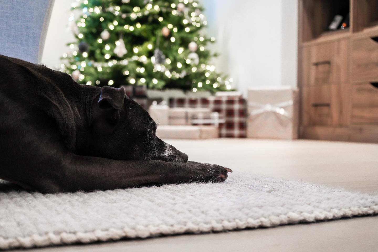 Counting down the days! 🎄

&bull;

#tistheseason🎄 #holidayhome #holidayhomedecor #howihome #homefortheholiday #dogdaysofwinter #christmasdecorating #modernfarmhousedecor #modernfarmhousestyle #yycliving #yychomedesign #yychomedesigner #yycinteriord