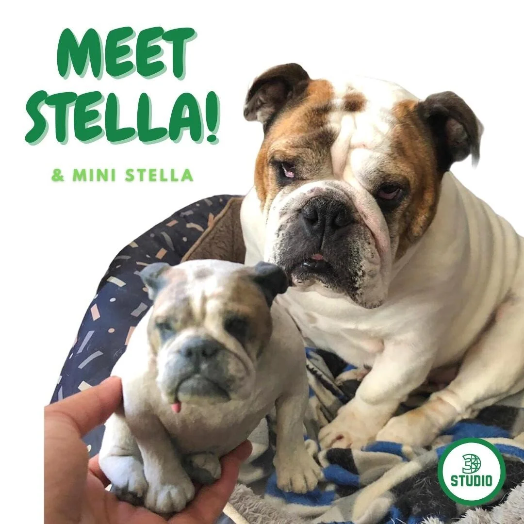 💚 MEET STELLA! 💚

❇️ One of the best things we ever did was get a model made of Stells! 

🐶  She sadly passed away earlier this year but with our little momentos we get to cherish her forever!! 

📎 Head to www.3dstudio.nz or flick us a message to enquire about a model of your own beloved pet today! 

#Pets #BritishBulldog  #Dogs #Memories #3DFigurine #3DModel #3DScanning #Dunedin #NZ