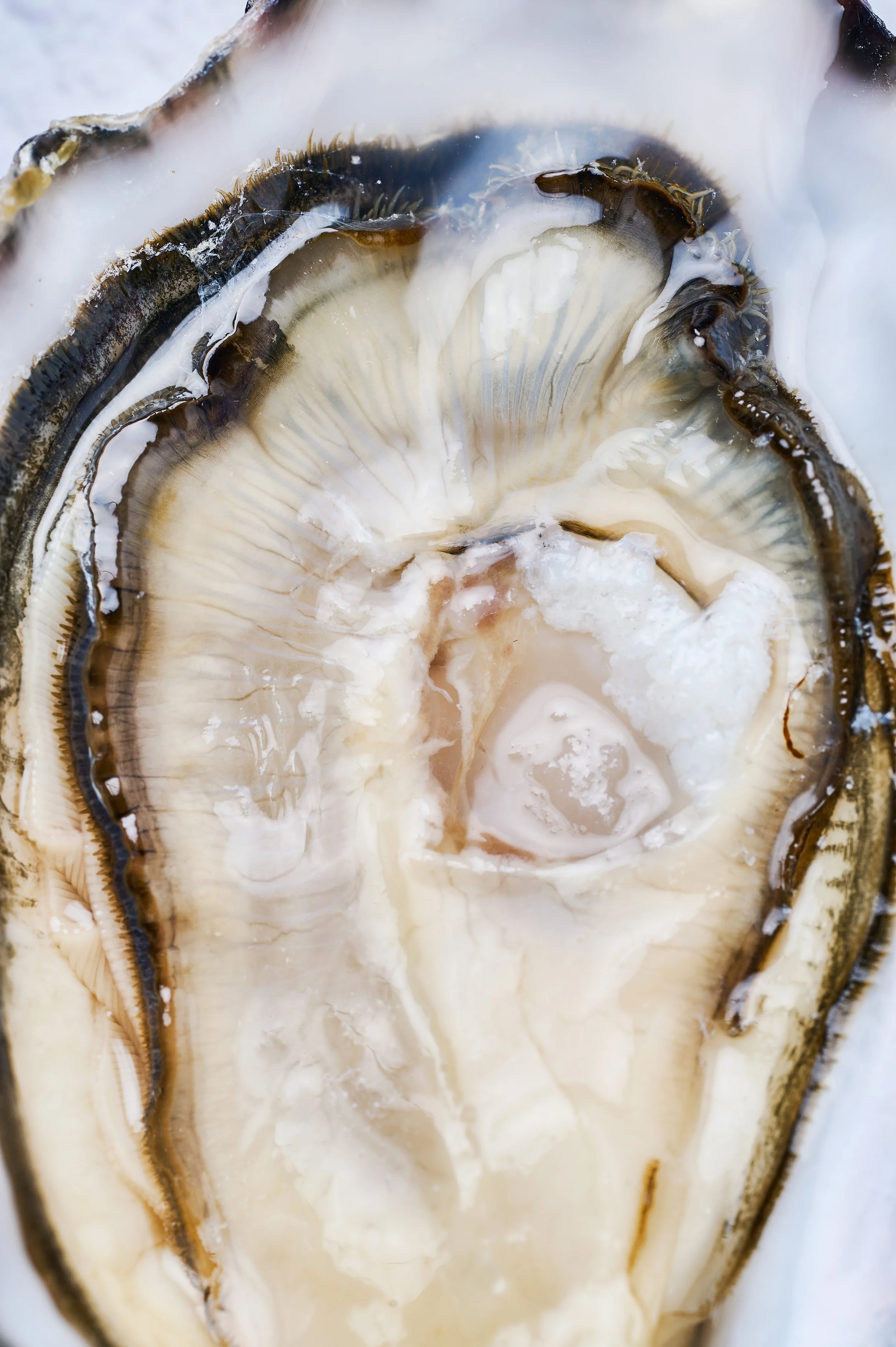 Rocks Oysters0099.jpg