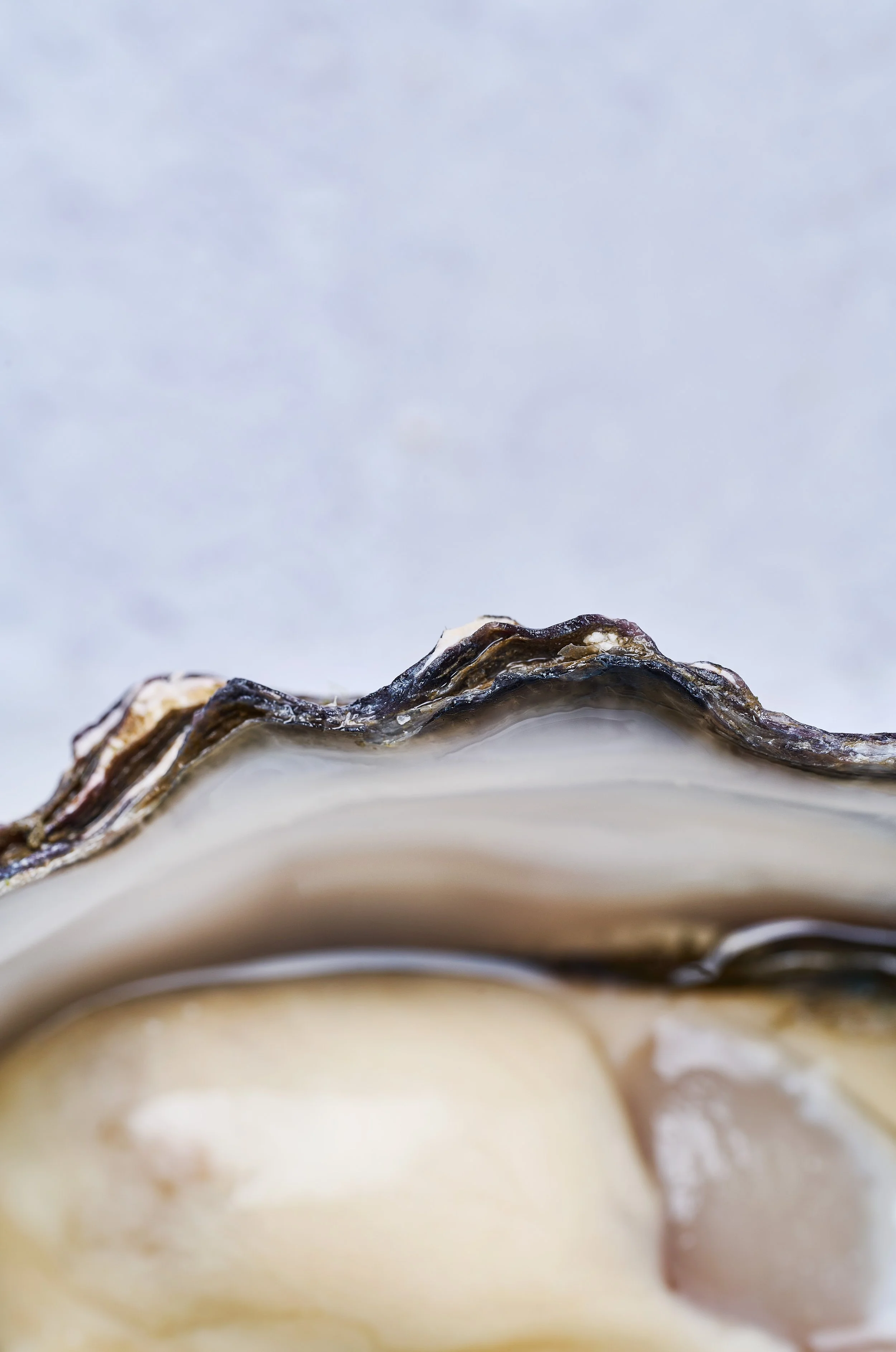 Rocks Oysters0105.jpg