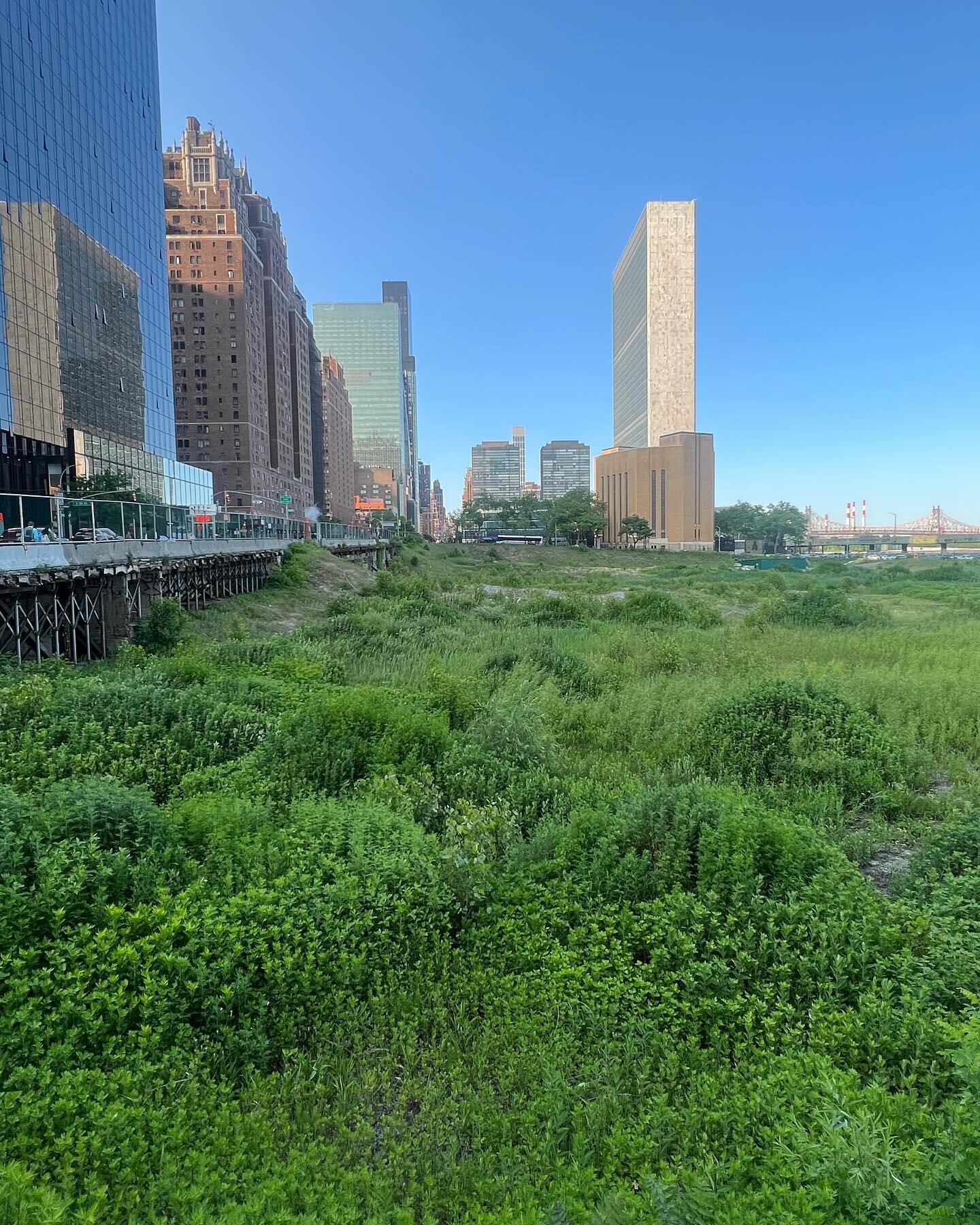 The largest plot of undeveloped land in #manhattan. 40th St on First Ave.

#nyc  #newyorkcity #newyork
#naturephotography #nature #newyorkphotographer #newyorkphotography