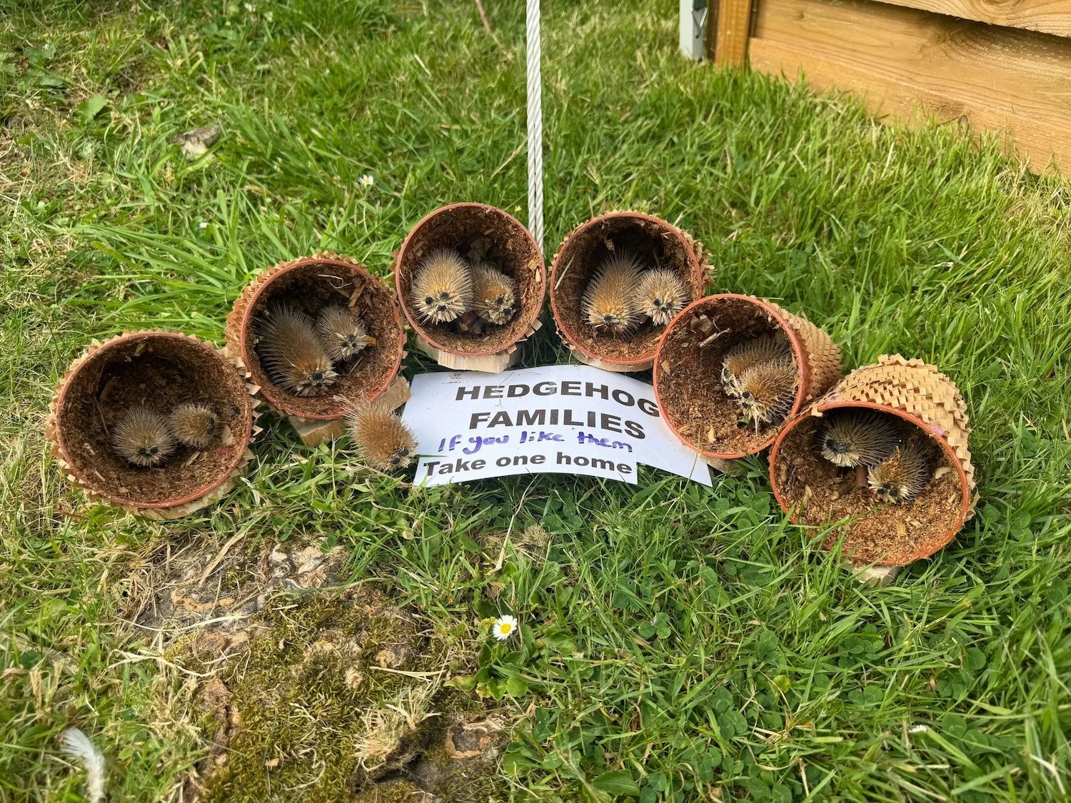 DEED Global Fair 2026 - Hedgehog basekts.jpeg