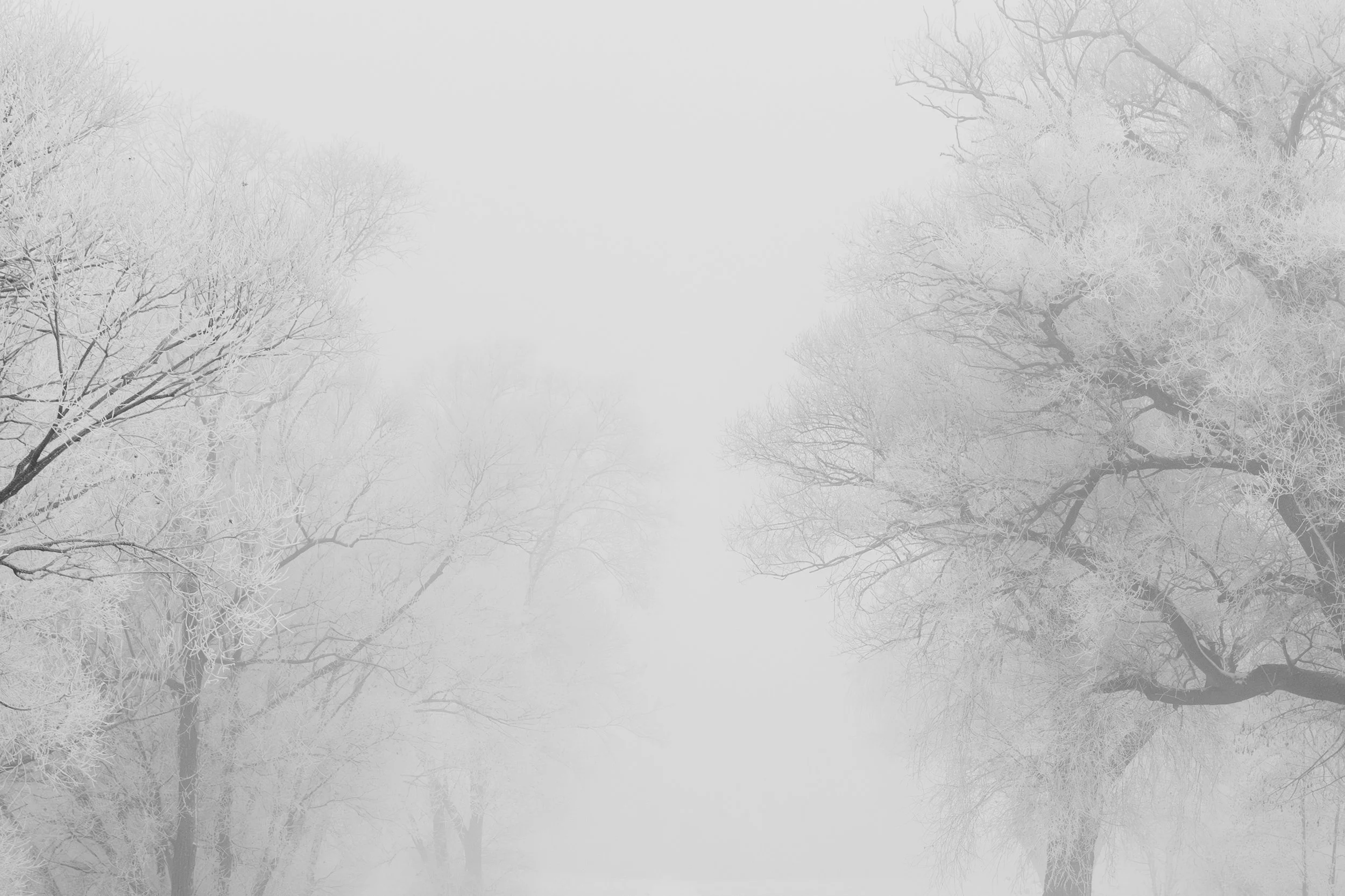 NoirEtBlanc_Q2A9207-Avec accentuation-Bruit-2.jpg