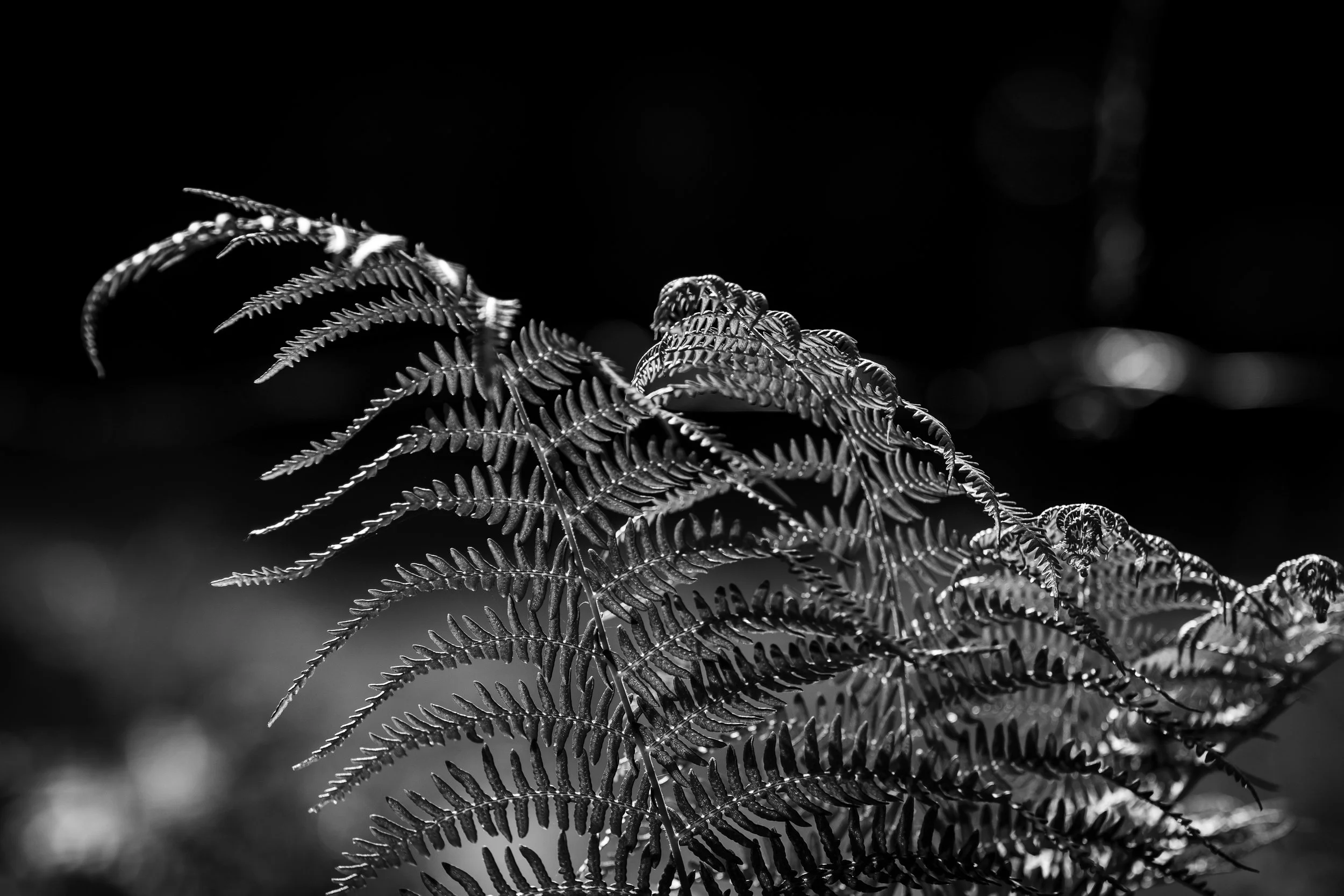 NoirEtBlanc_Q2A0407.jpg