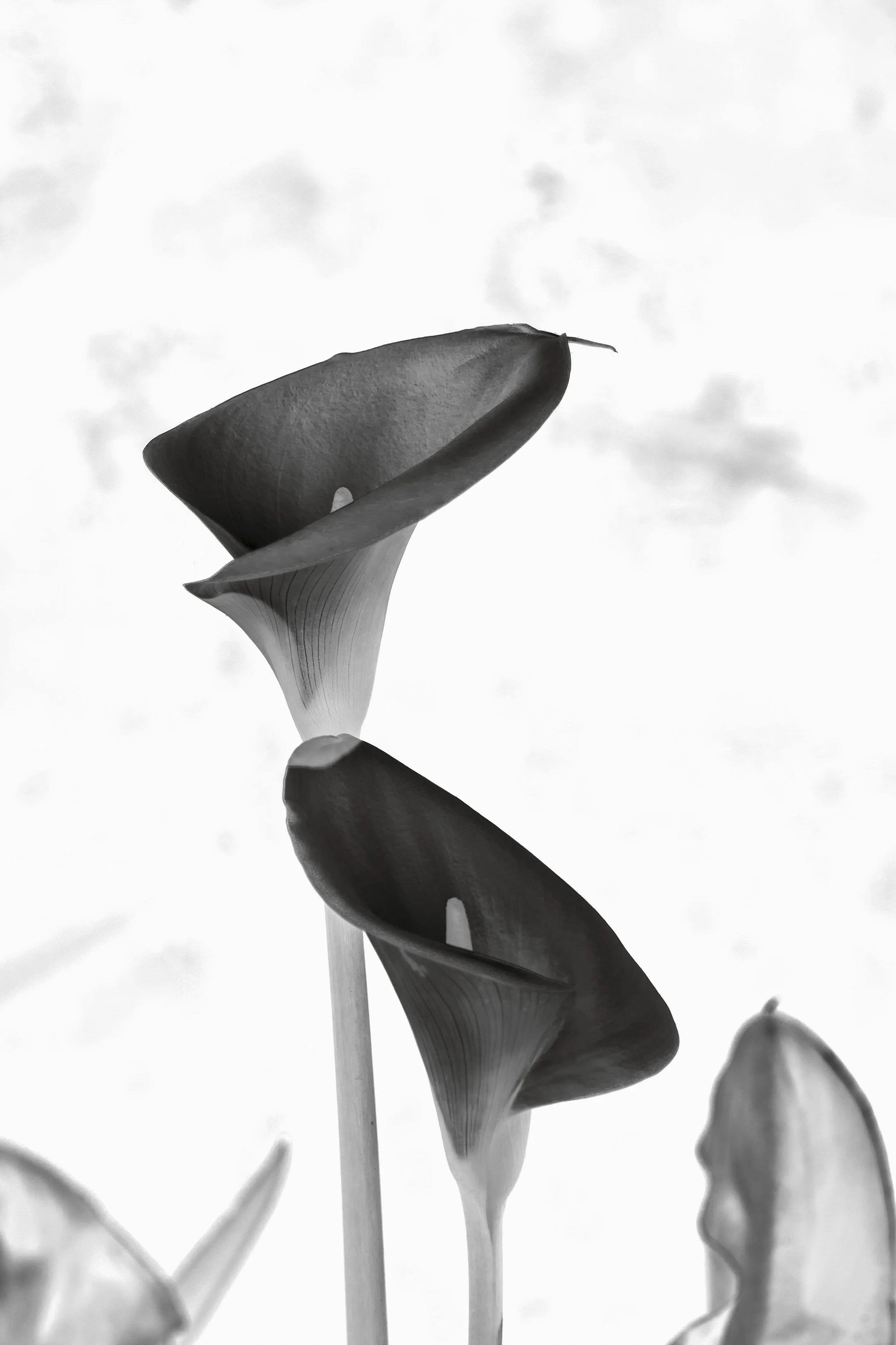 NoirEtBlanc_Q2A2066.jpg