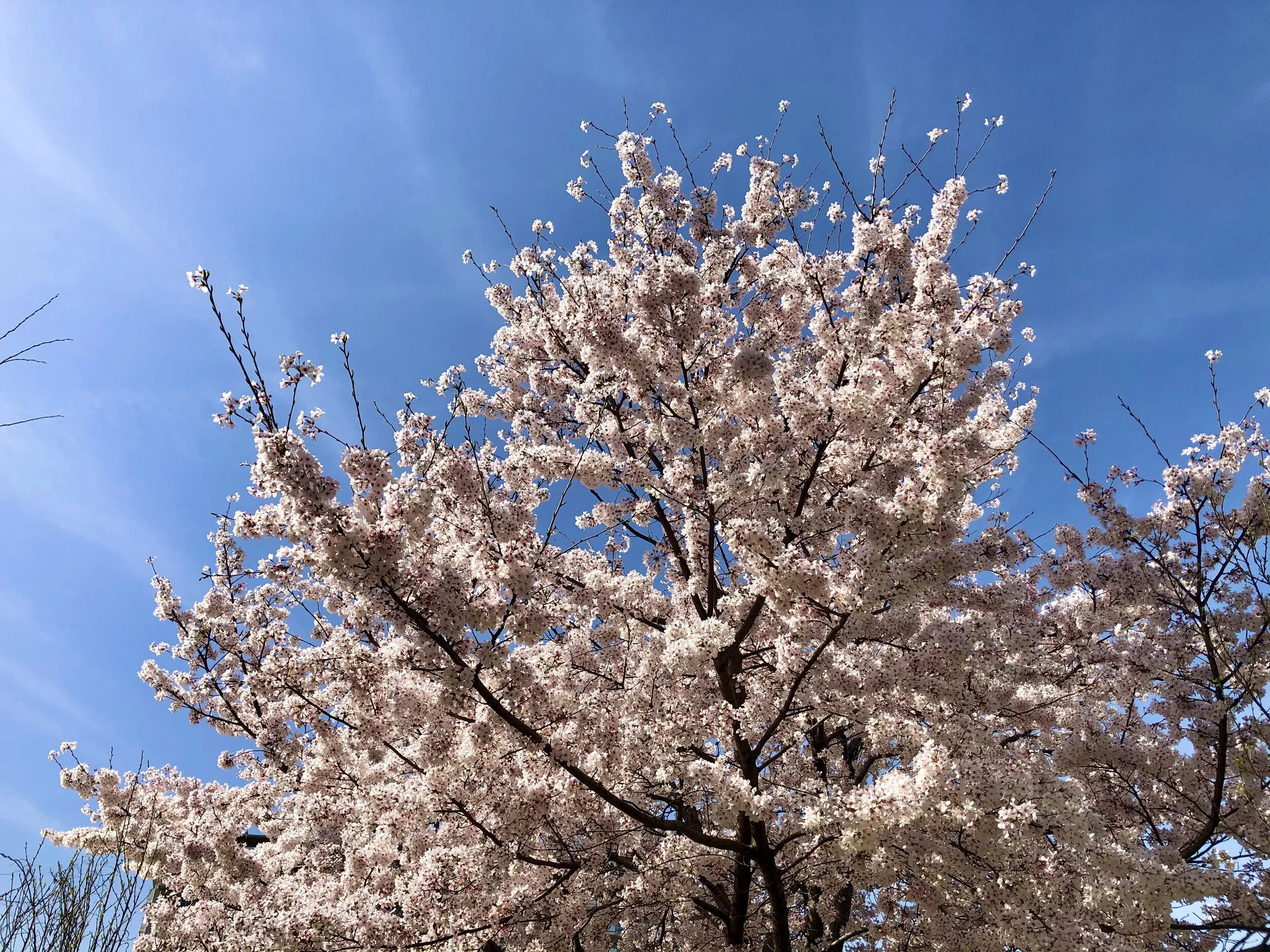 Eriko Explains Sakura, Japanese Cherry Blossoms