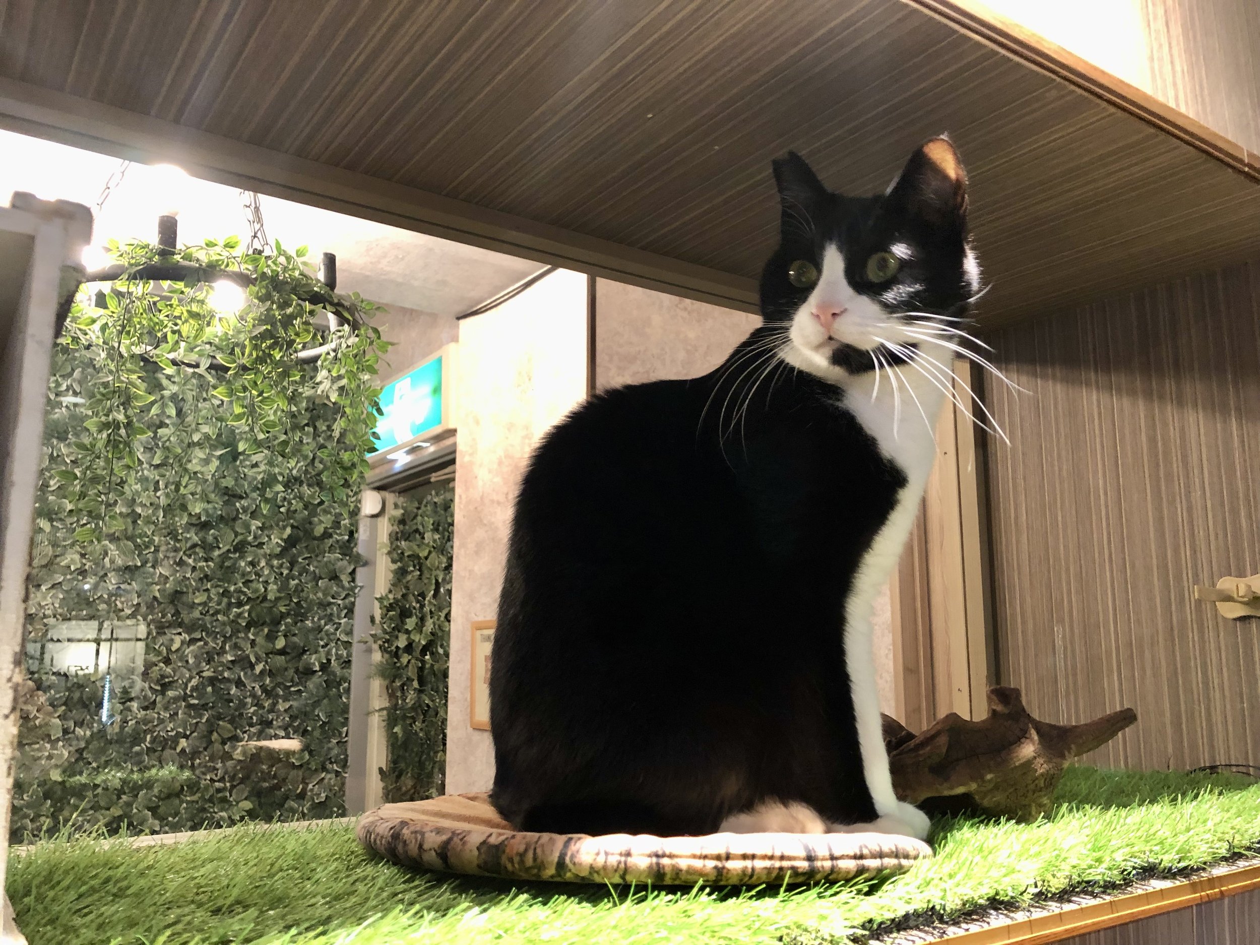 I was in a Cat Café in Osaka when I met the angriest of all cats . :  r/aww