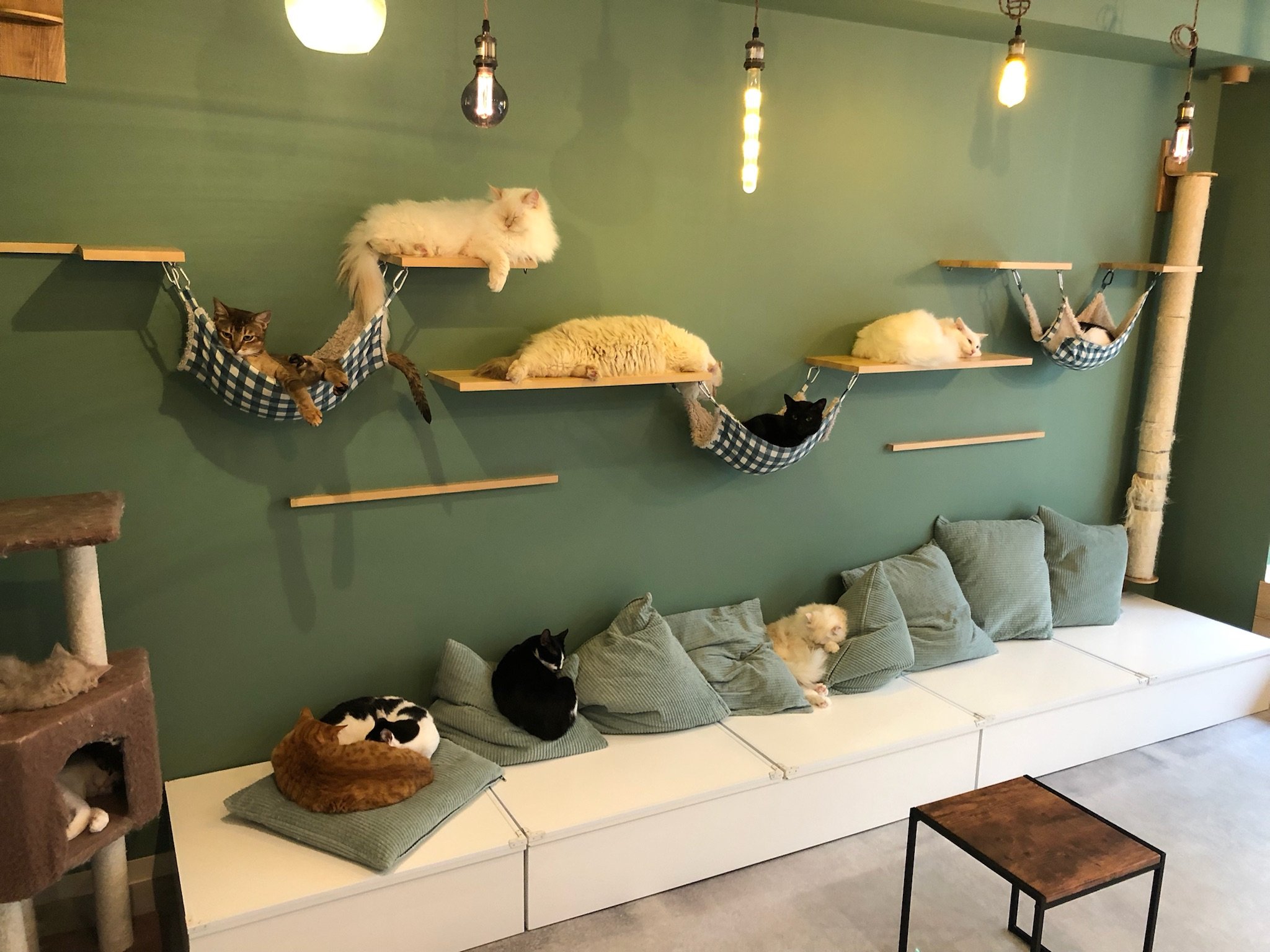 Capybara Cat Cafe Japan Capy Neko Kichijoji Tokyo Japanese pets animals new  11