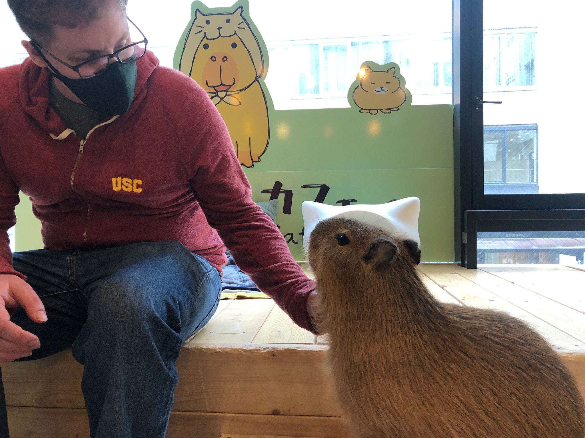 Capybara value pet sim x
