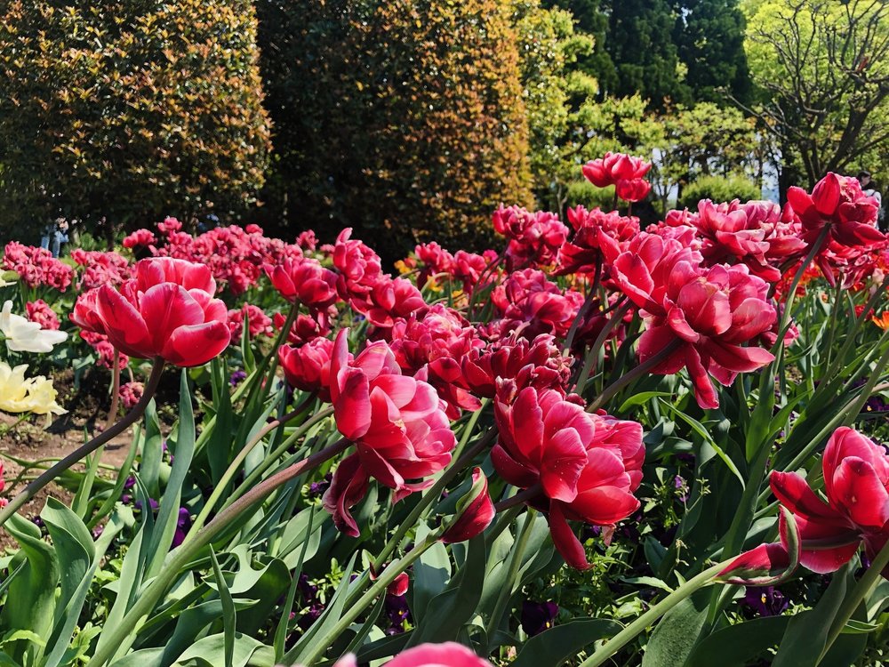 Tonami Tulip Fair — As Seen In Japan
