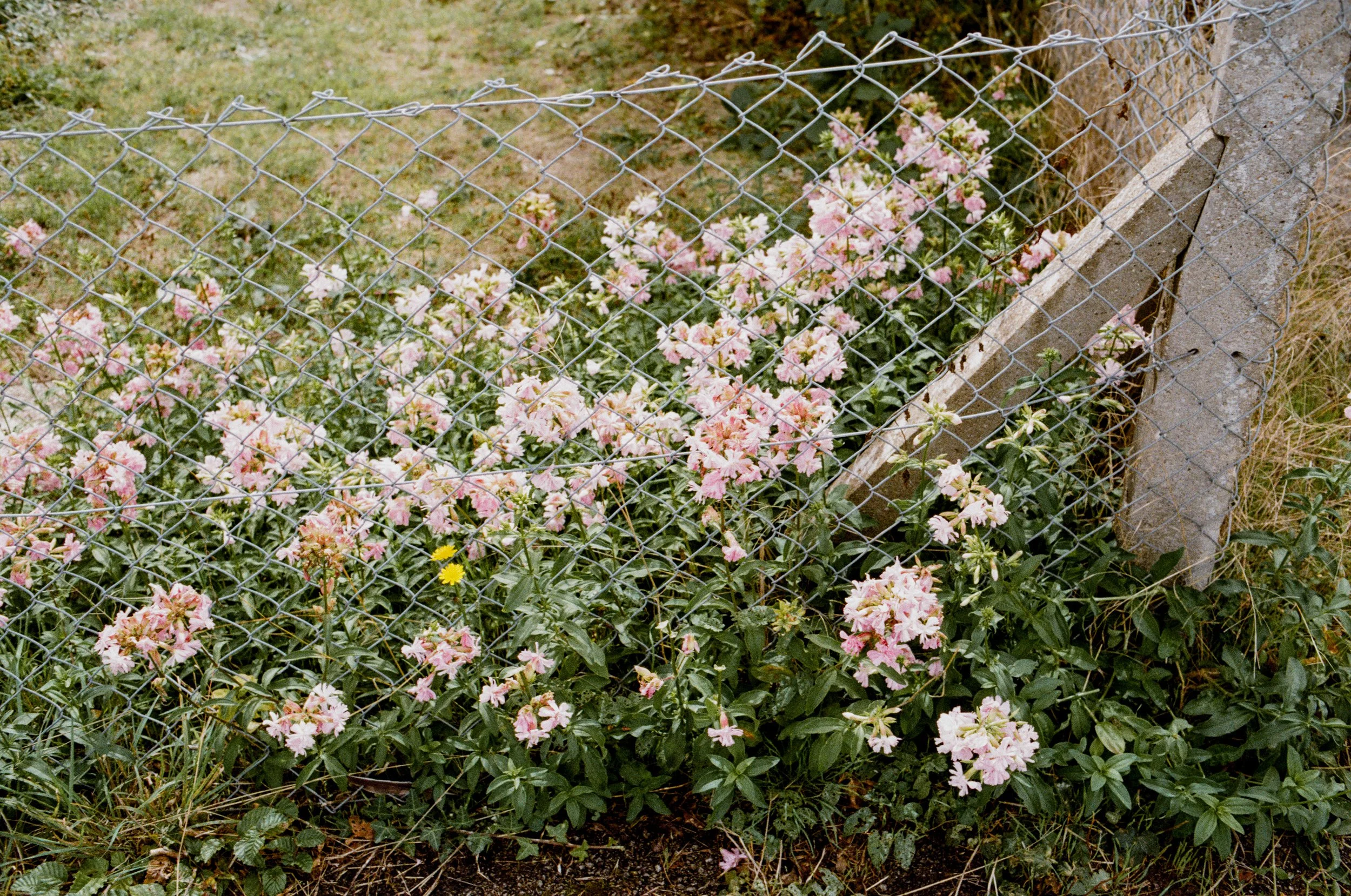 Ringwood_ProIm_Sept_11.jpg
