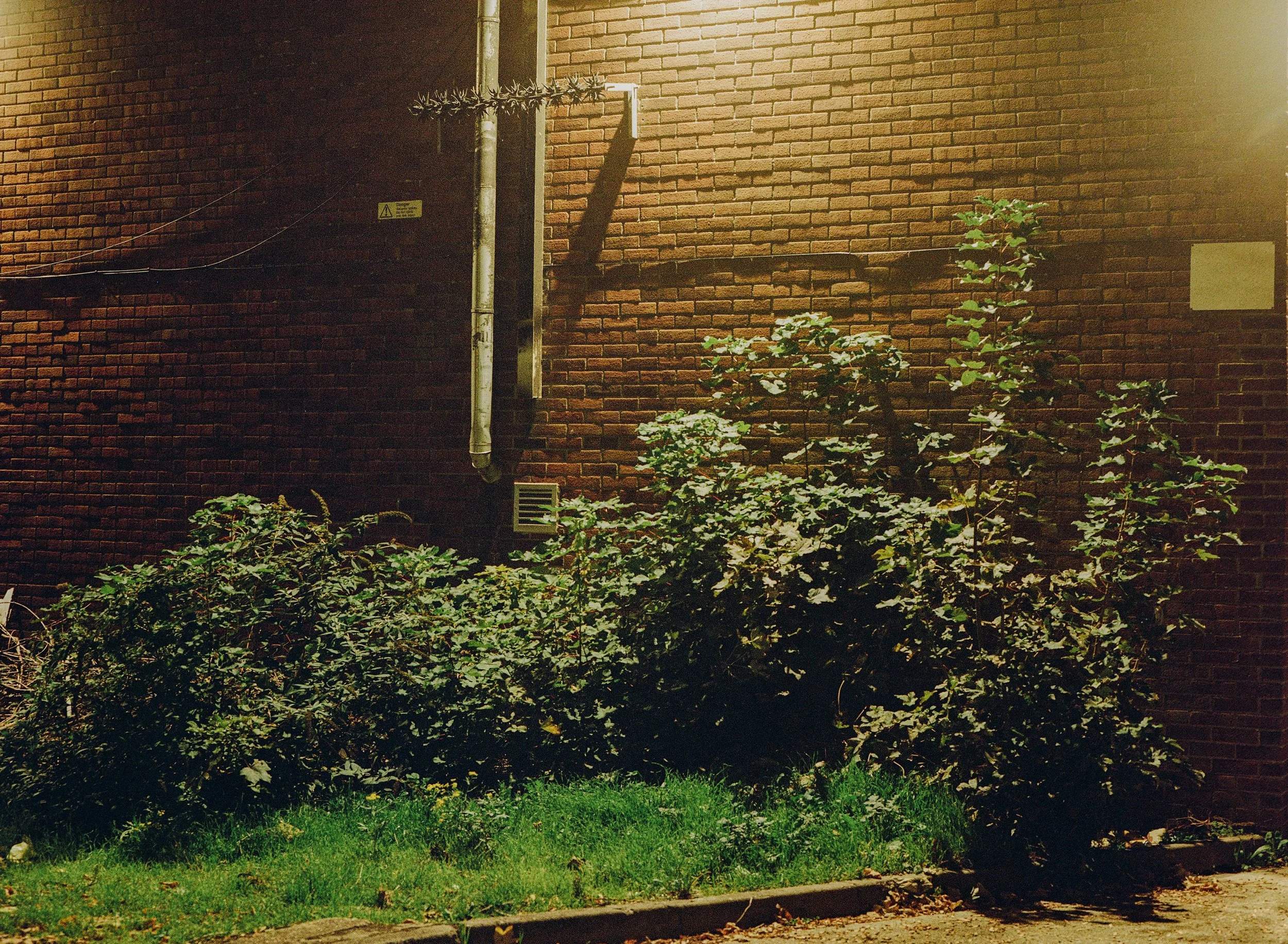 Shirley_Gold_NT_Oct_4.jpg