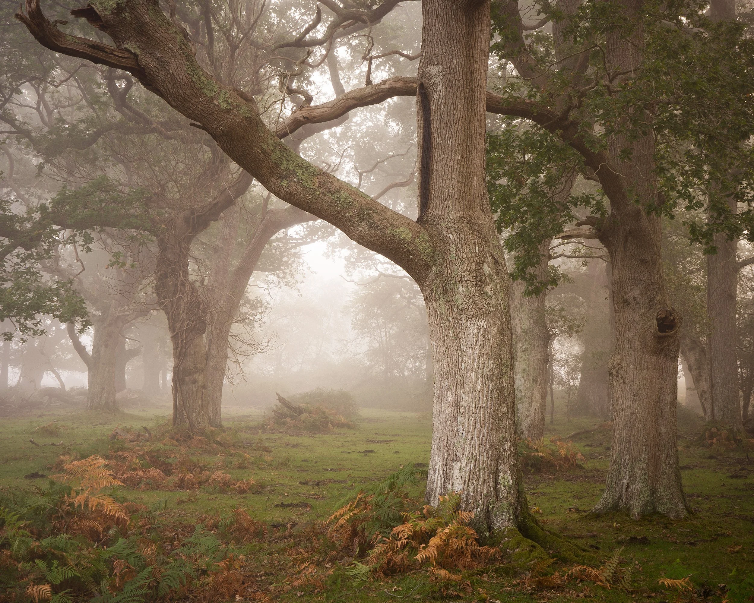 New-Forest-Tree-Arch-Mist-Morning.jpg