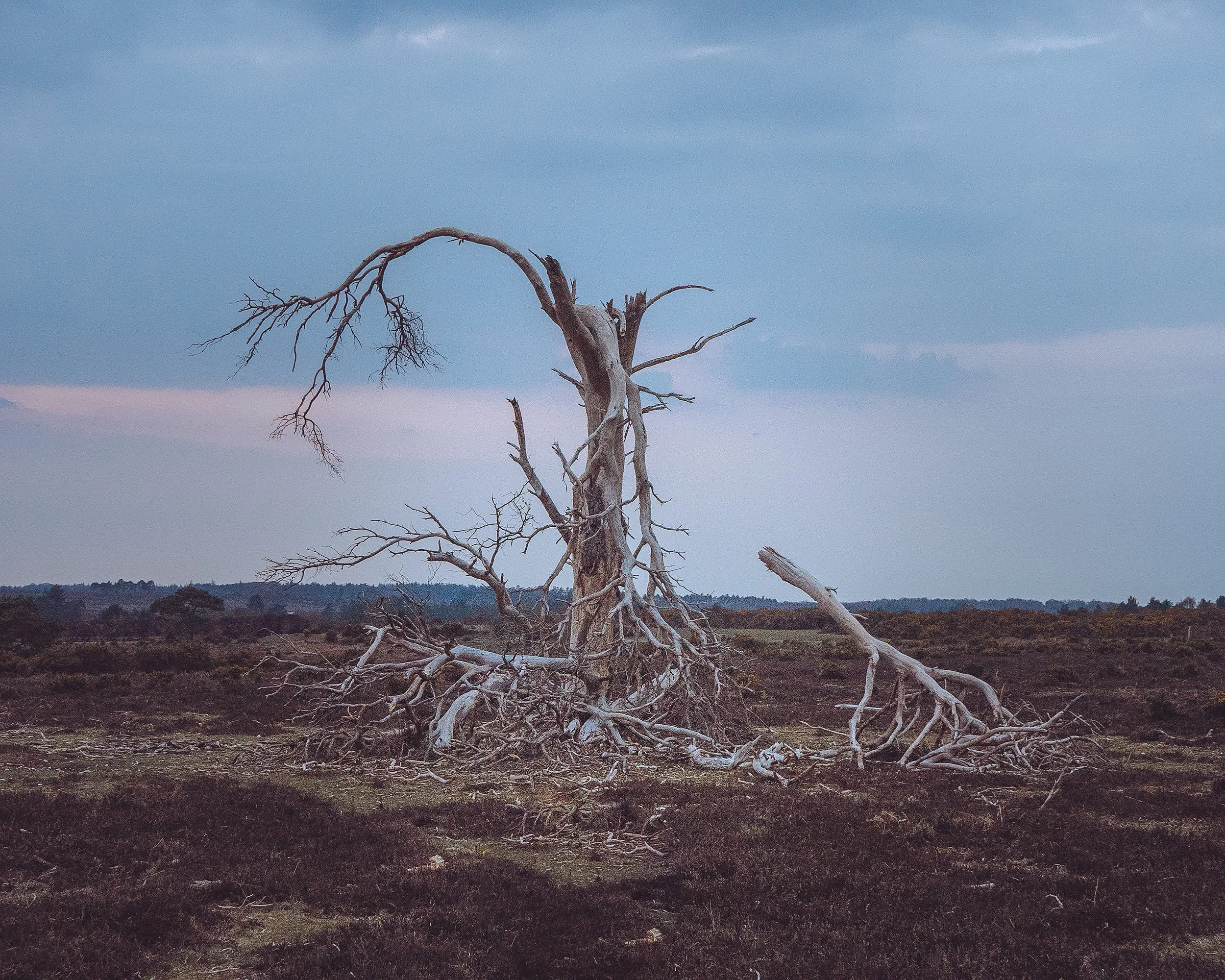 New-Forest-Fallen-Pine-Dusk.jpg