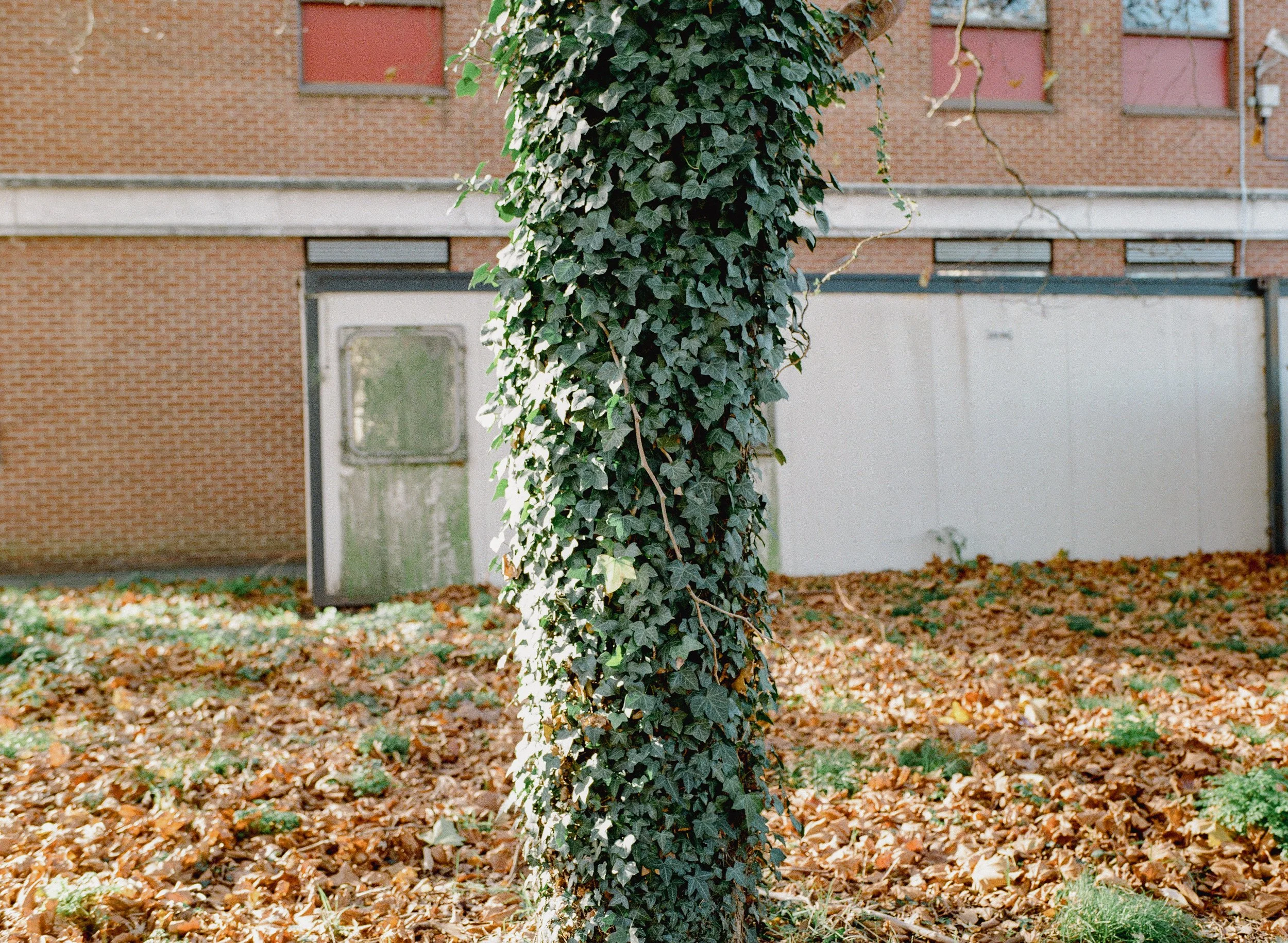 Shirley_Gold_Nov_9.jpg