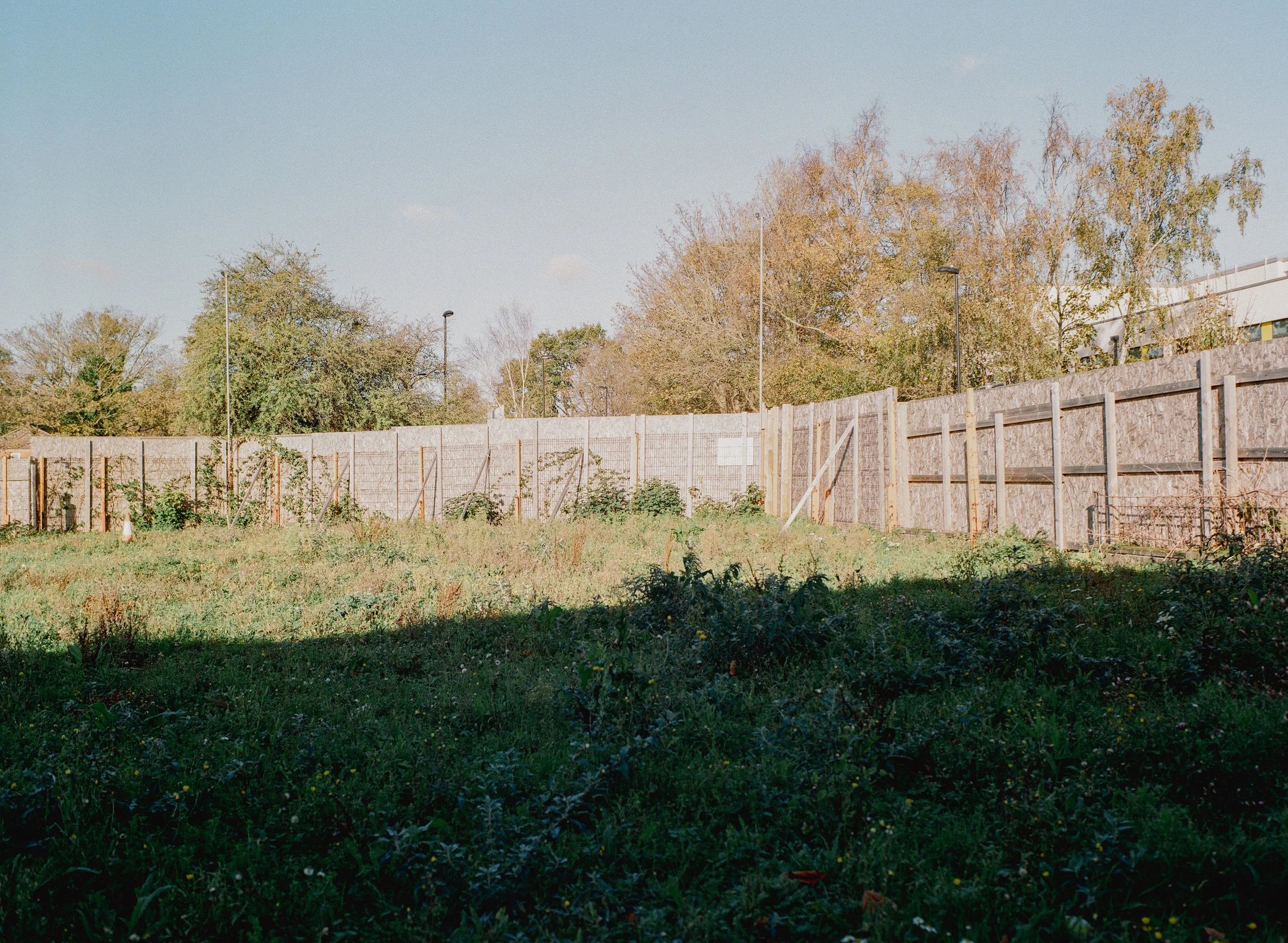 Shirley_Gold_Nov_8.jpg