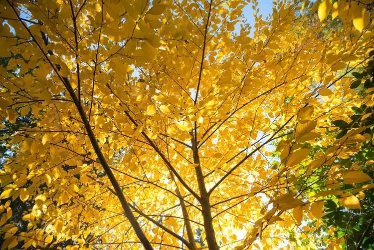 Yellow birch in autumn
