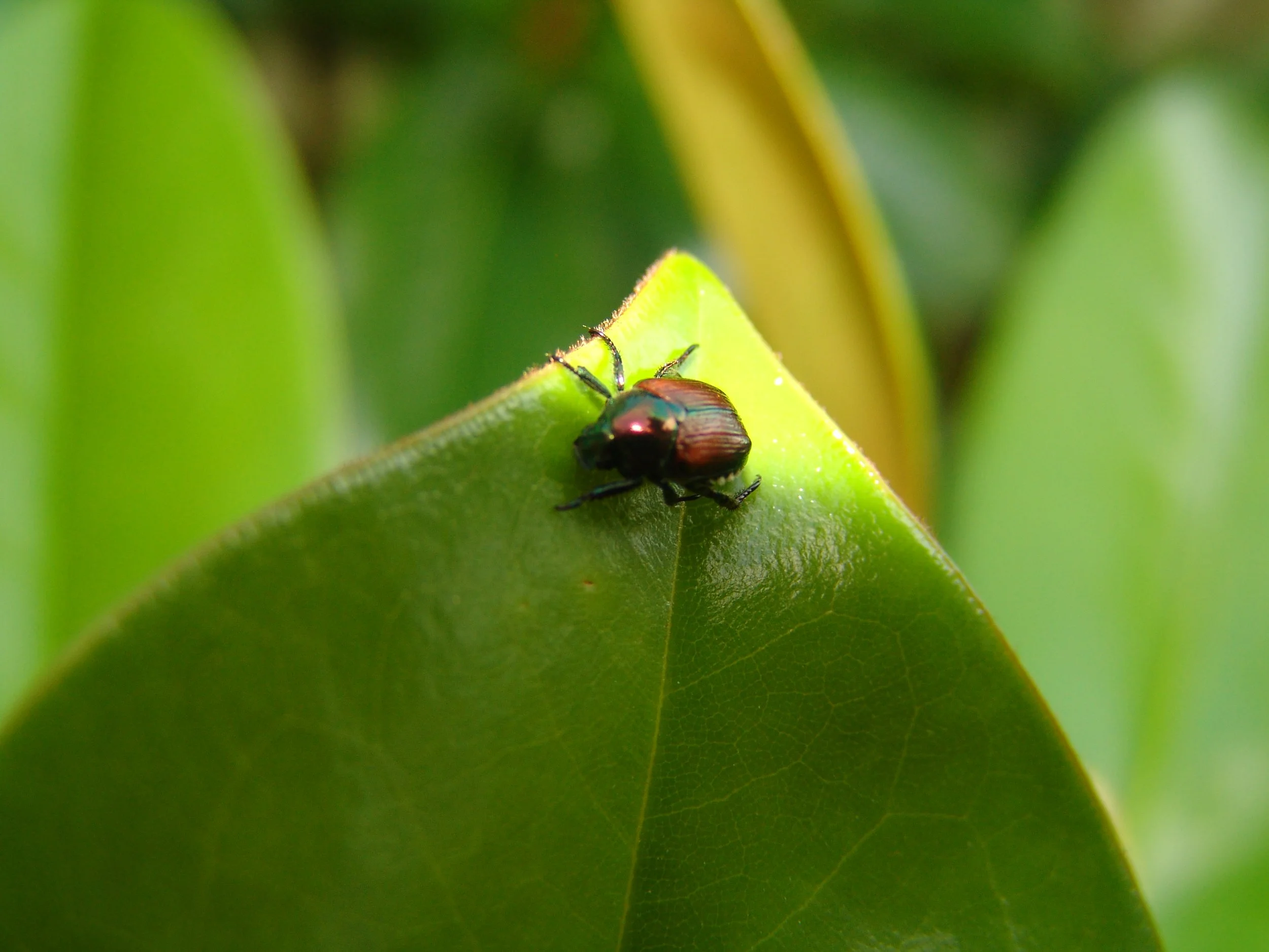 my picture of some kind of bug.JPG