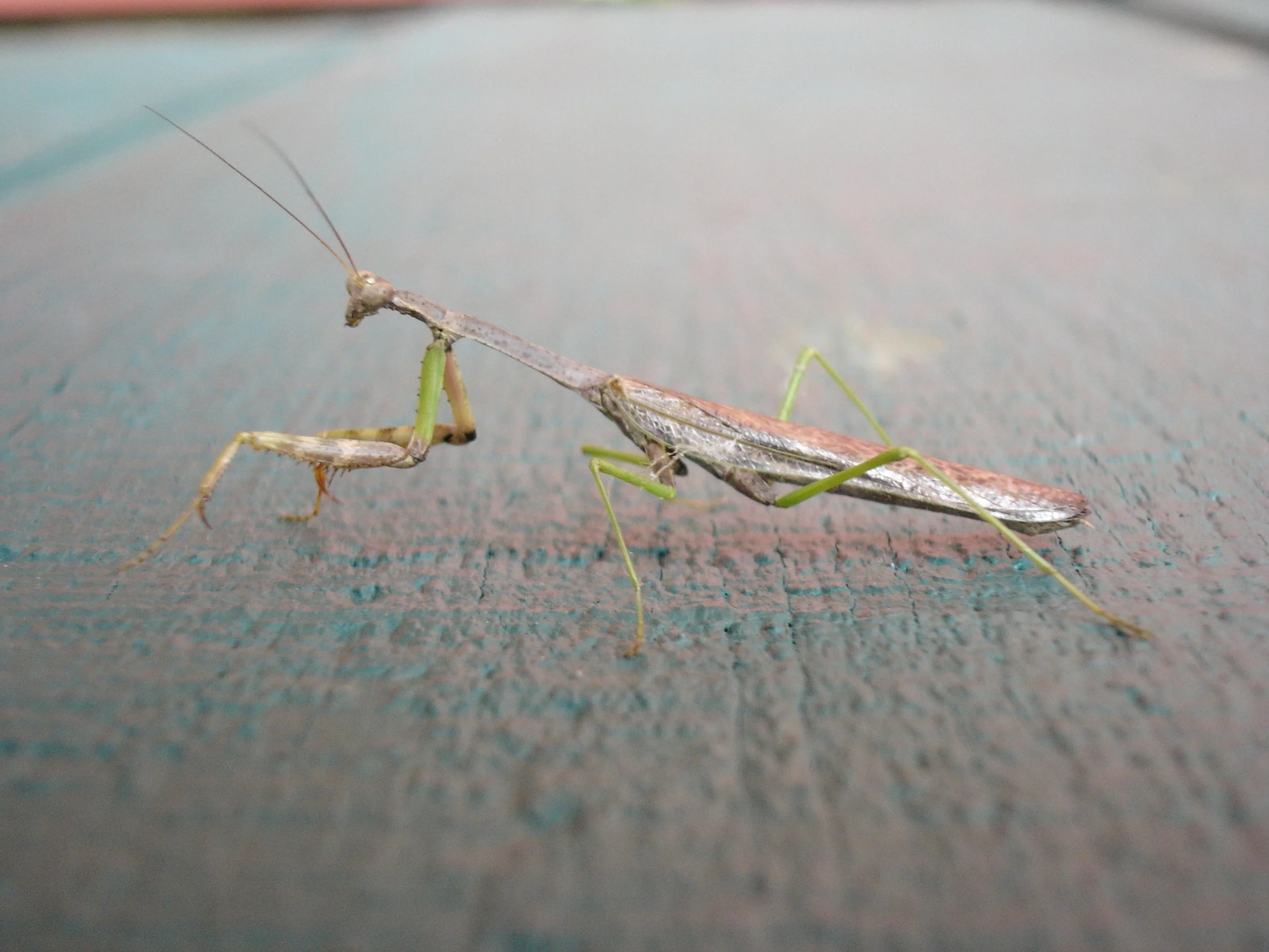 DSC04728.JPG