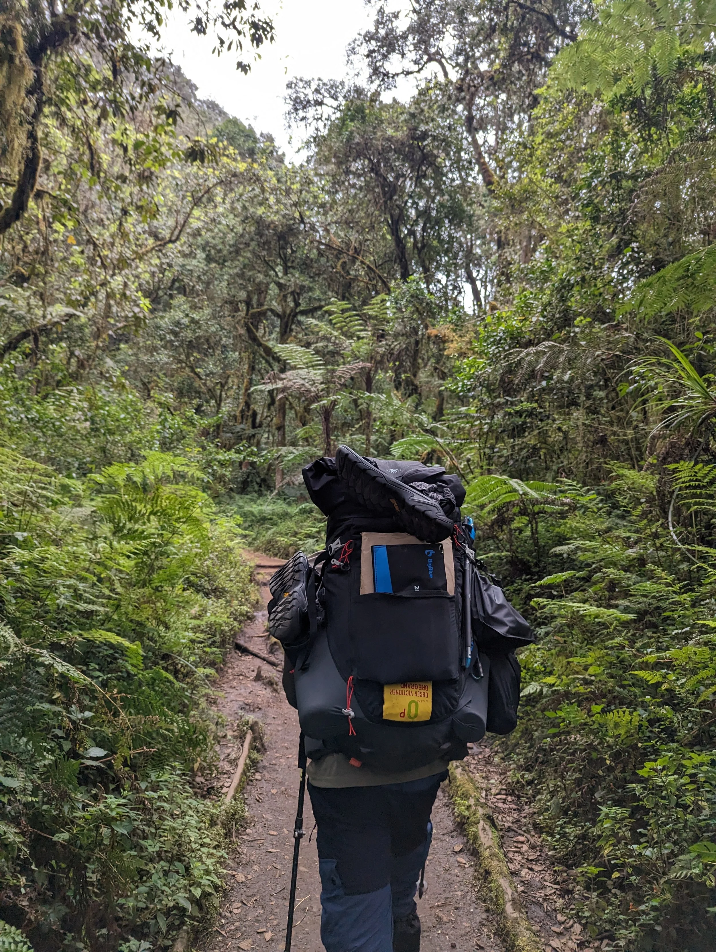 The rain forest of Kilimanjaro