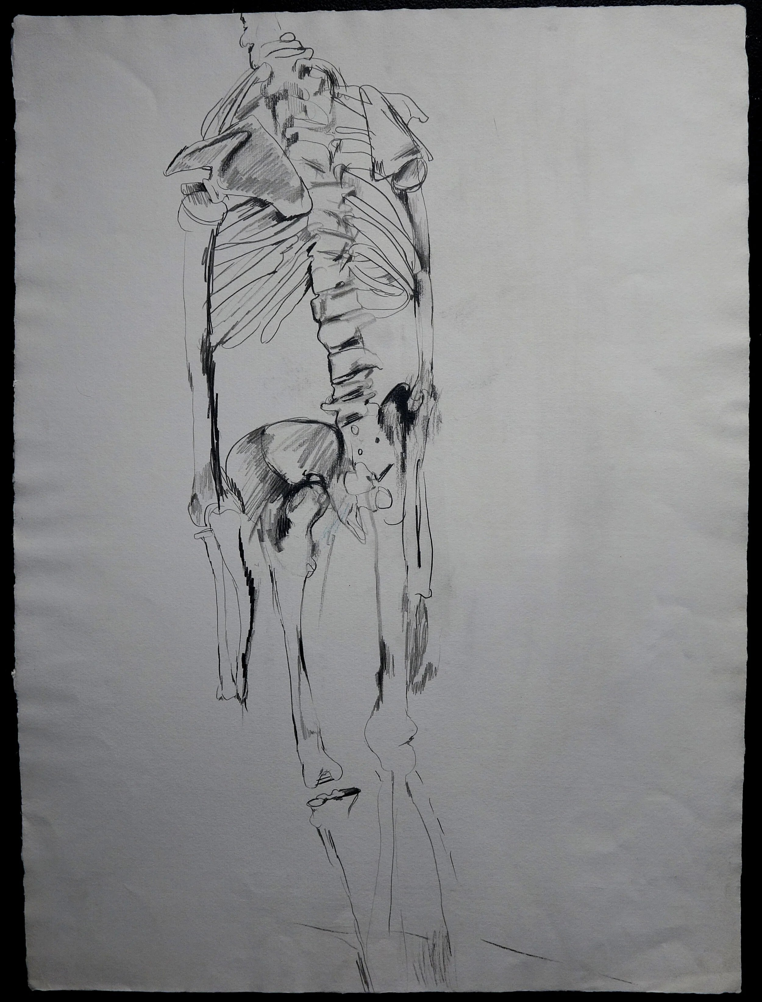 Skeleton Drawings-All graphite and stains (coffee) on paper 36" x 48" 1996, 
Catalogue #SW0002 