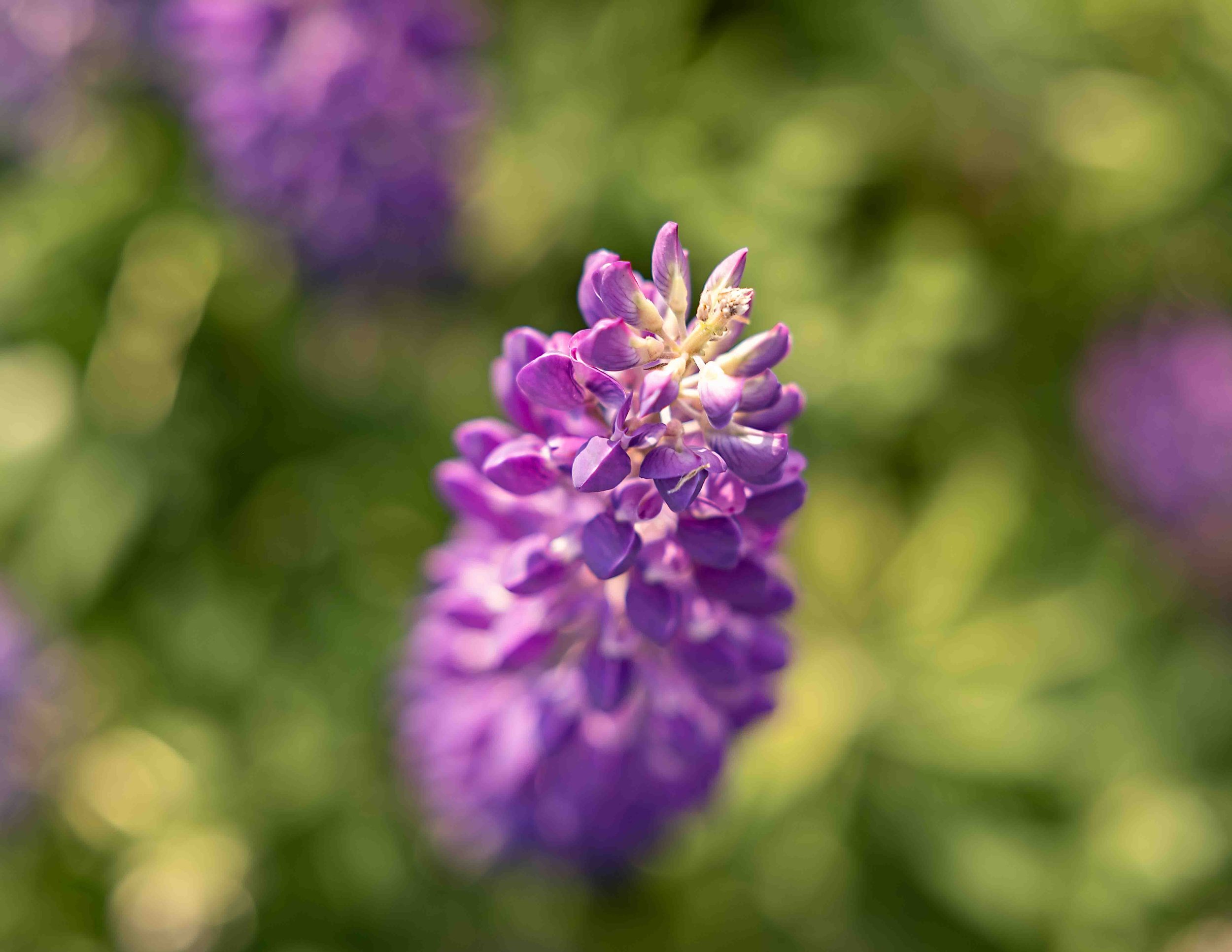 5K8A5419-Edit.jpg