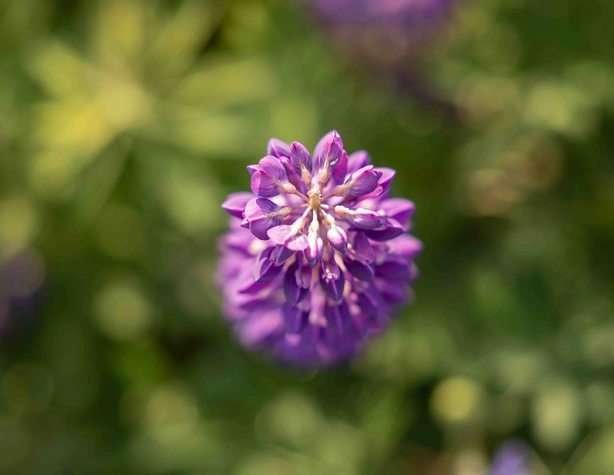 5K8A5418-Edit.jpg