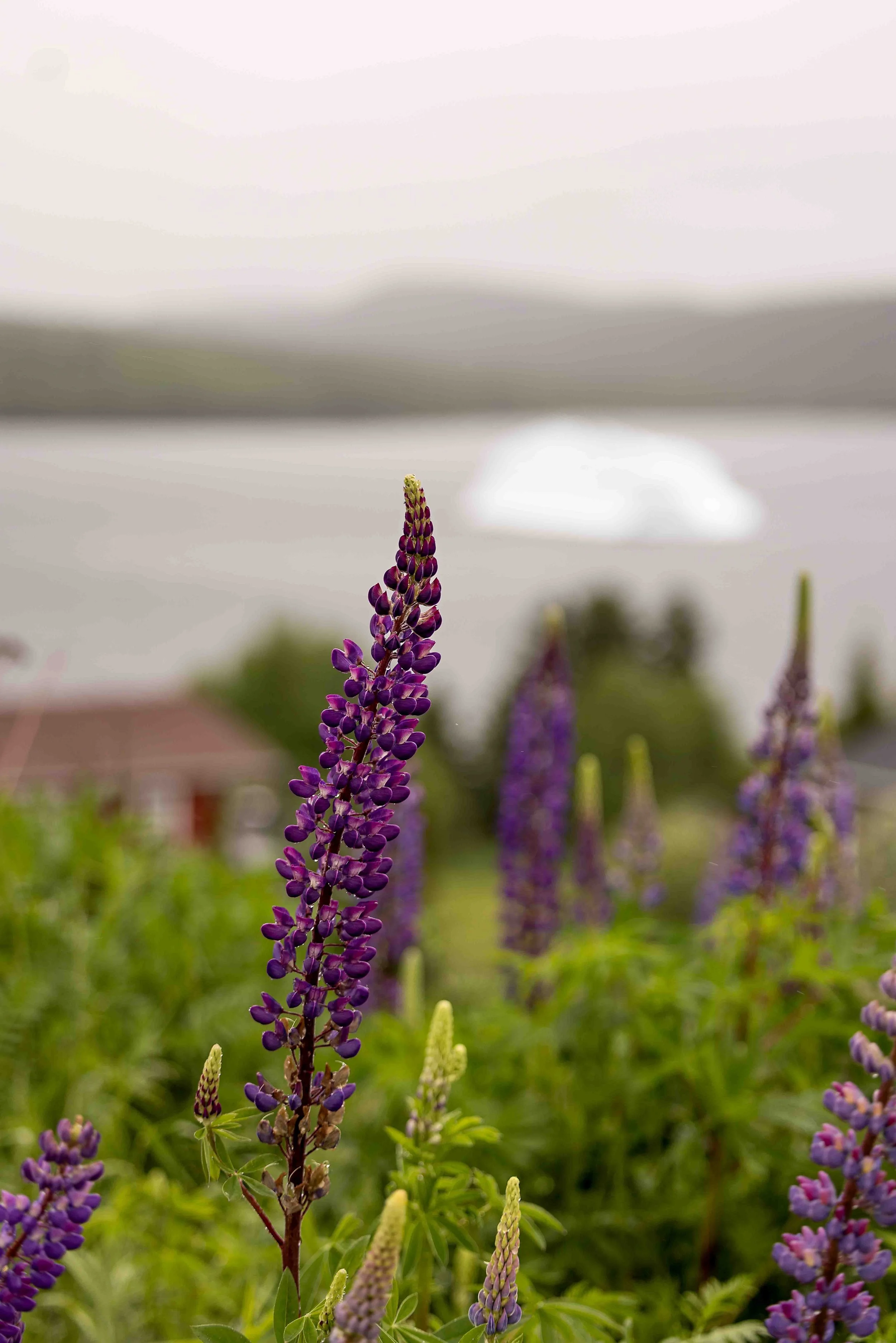 5K8A3736-Edit.jpg