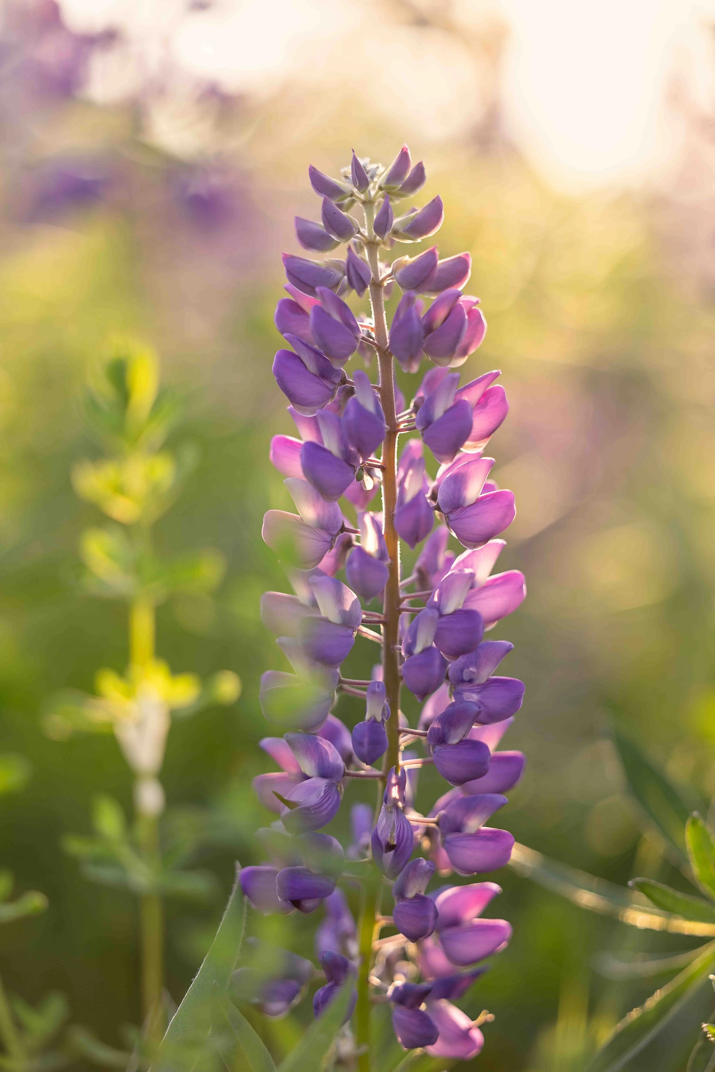 5K8A6123-Edit.jpg