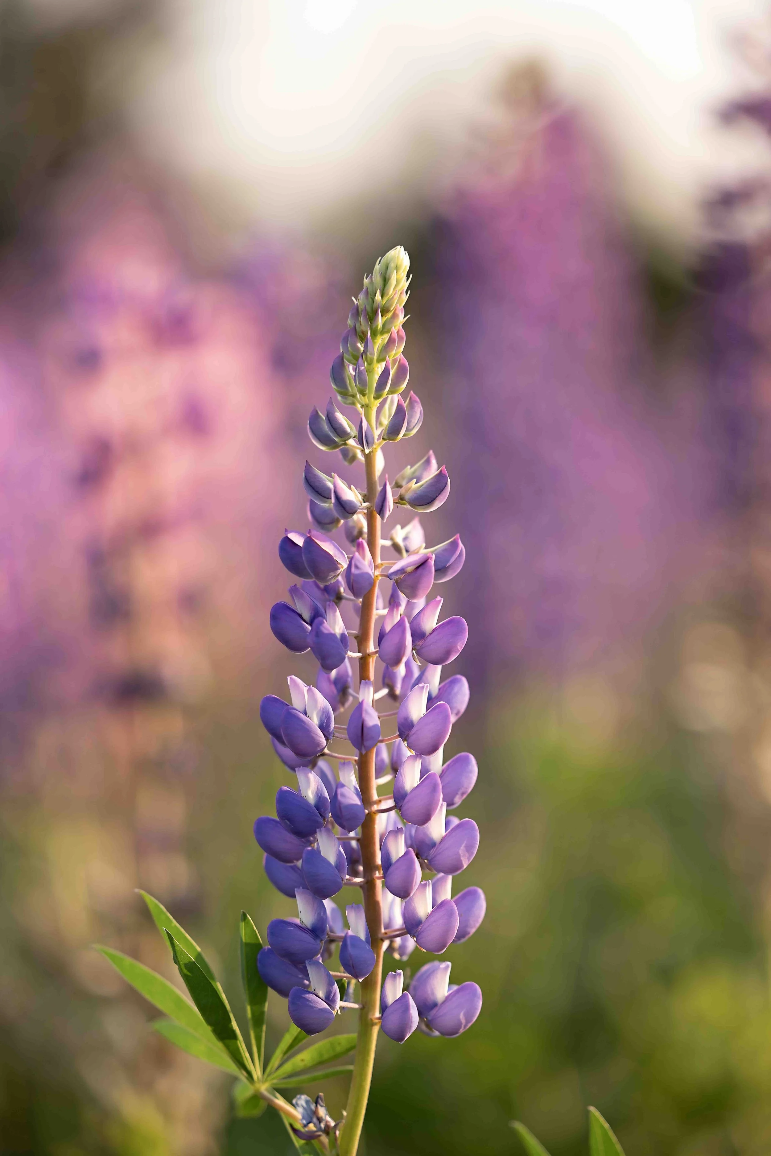 5K8A6131-Edit.jpg