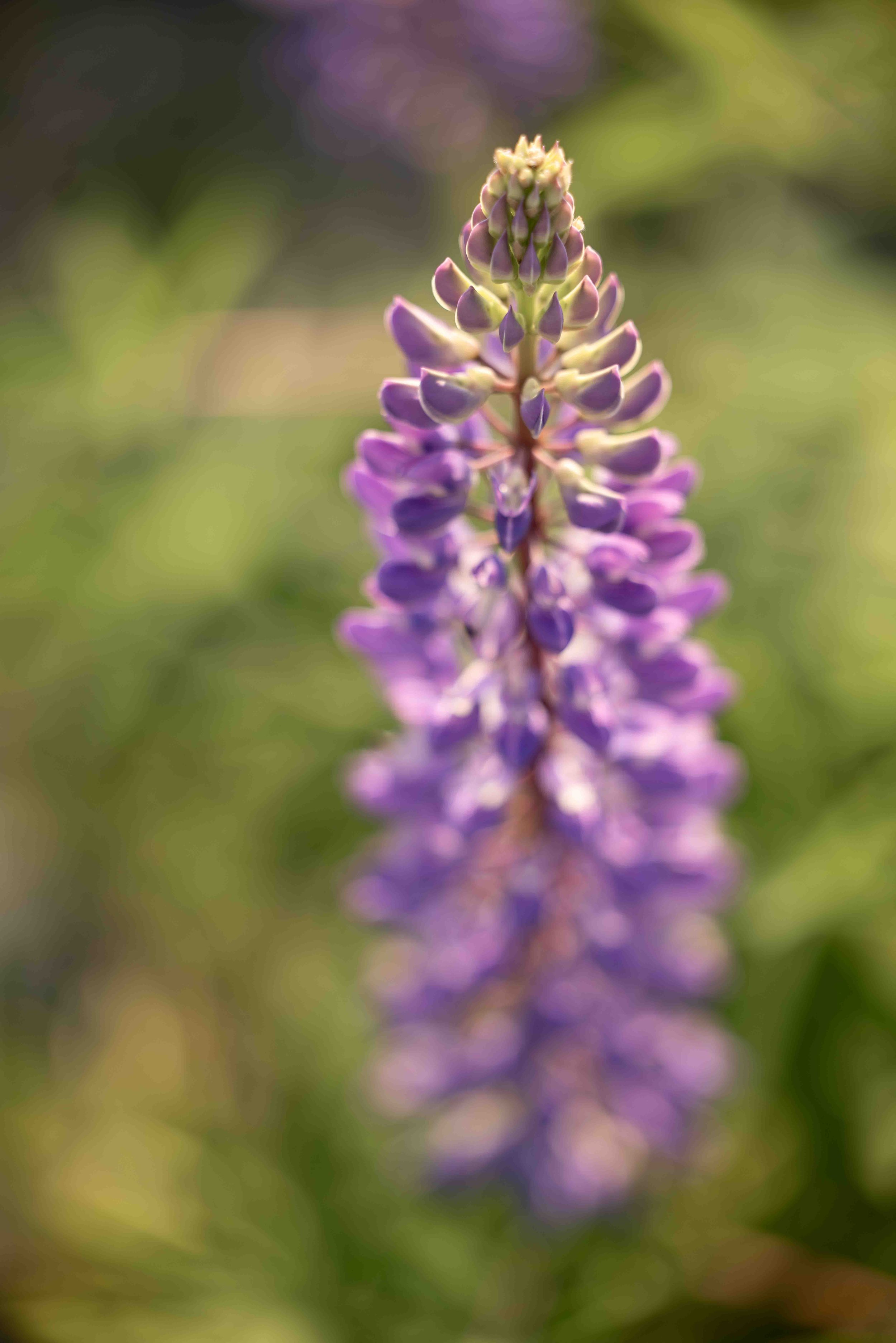 5K8A5413-Edit.jpg